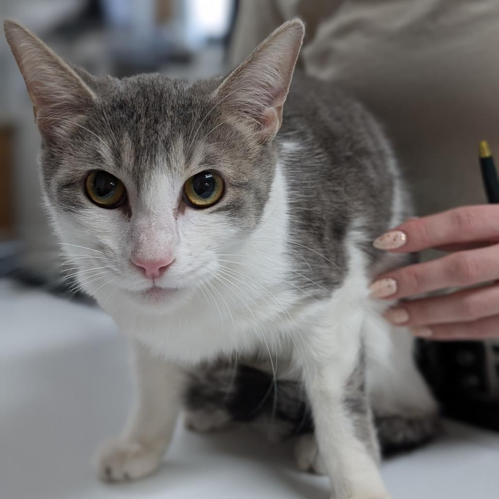 Enlarge Lil Bit, a Adoptable Domestic Short Hair in Pekin, IL image 5/6