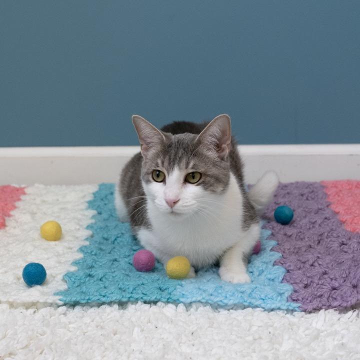 Enlarge Lil Bit, a Adoptable Domestic Short Hair in Pekin, IL image 6/6