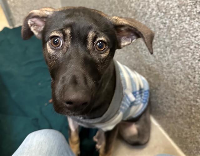 SIMONE, Adoptable, Puppy Female German Shepherd Dog & Plott Hound.