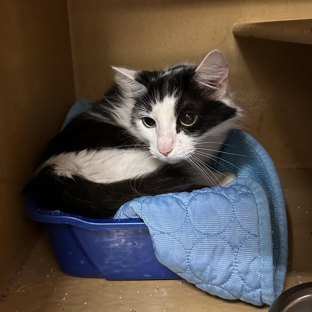 Enlarge Misty, a Adoptable Domestic Medium Hair in Spokane, WA image 1/4
