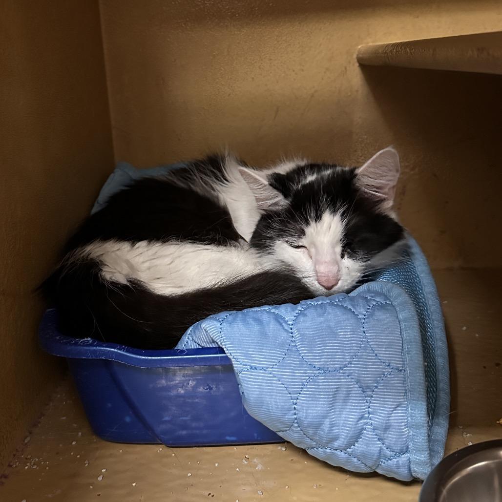 Enlarge Misty, a Adoptable Domestic Medium Hair in Spokane, WA image 2/4