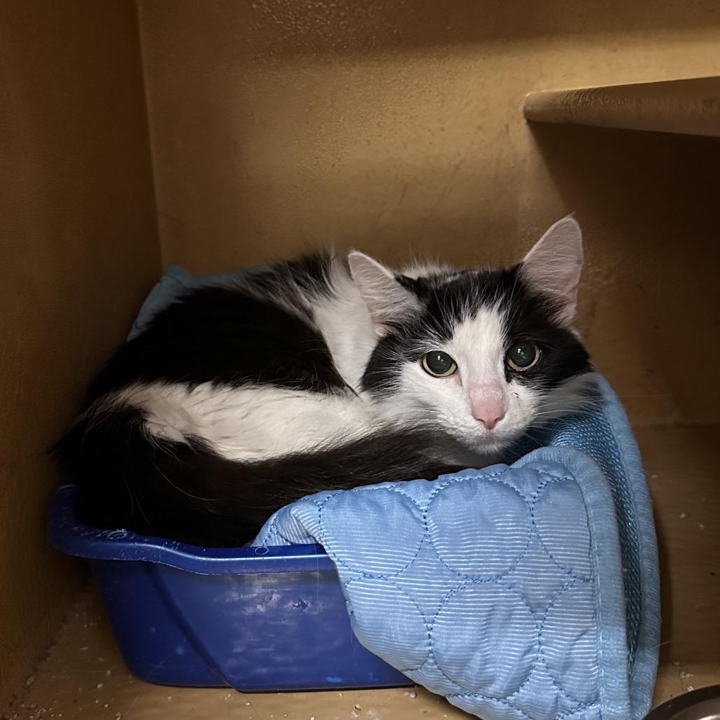 Enlarge Misty, a Adoptable Domestic Medium Hair in Spokane, WA image 3/4