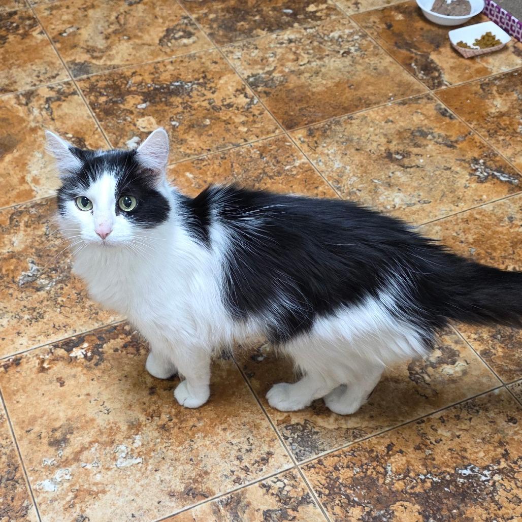 Misty, a Adoptable Domestic Medium Hair in Spokane, WA image 4/6