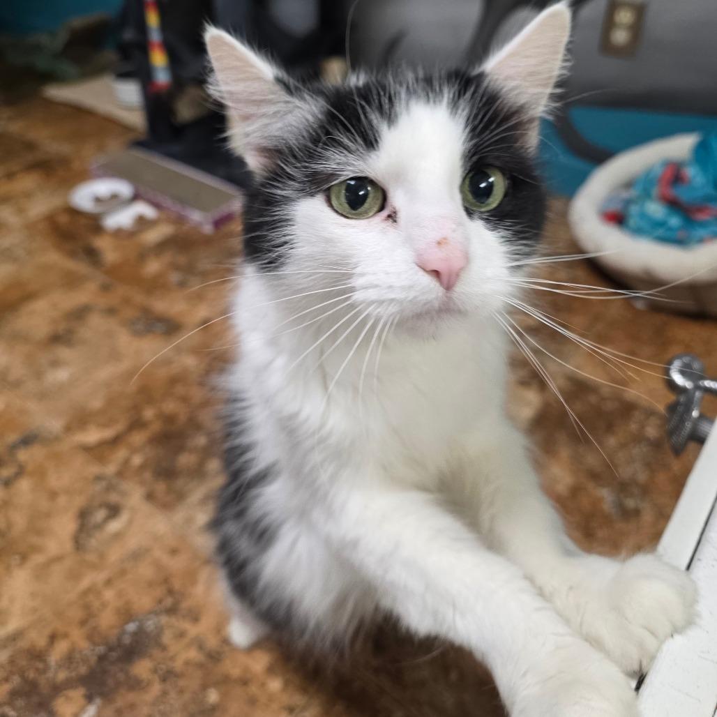 Misty, a Adoptable Domestic Medium Hair in Spokane, WA image 5/6