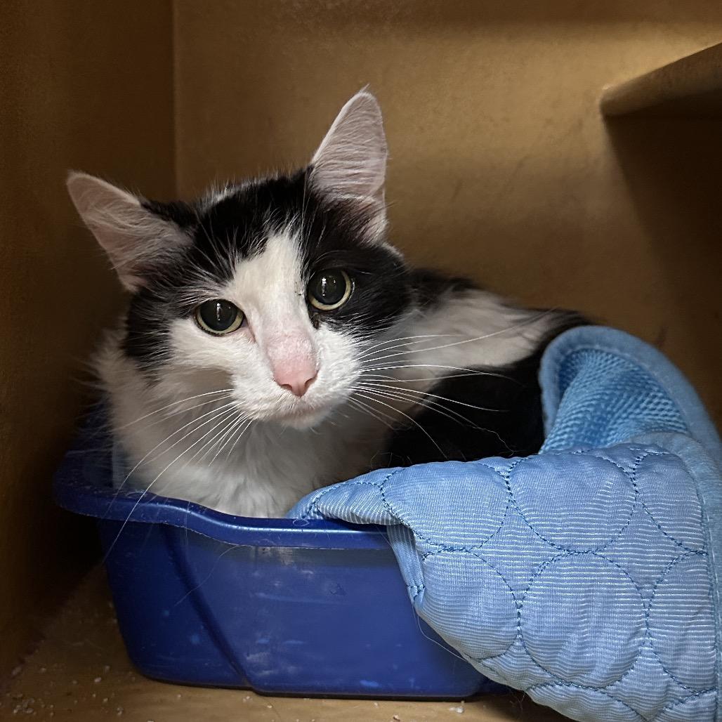 Enlarge Misty, a Adoptable Domestic Medium Hair in Spokane, WA image 4/4