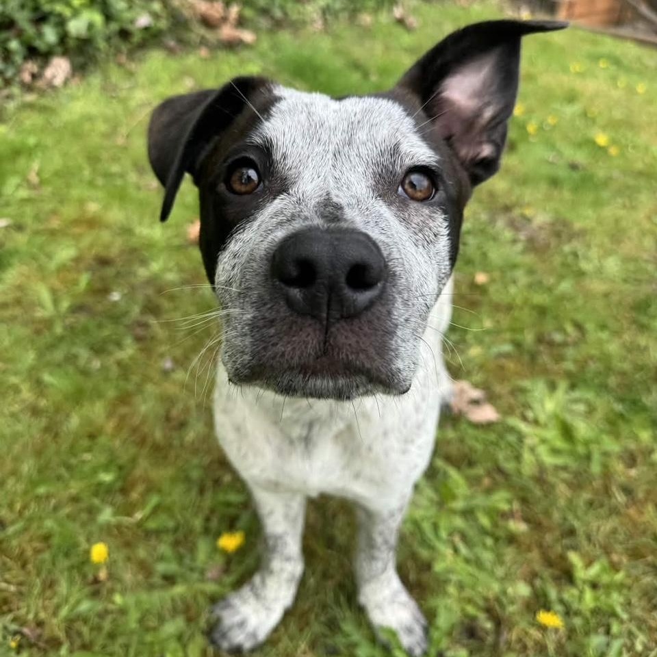Bobby (Portland, OR), Adoptable, Puppy Male Australian Cattle Dog / Blue Heeler.