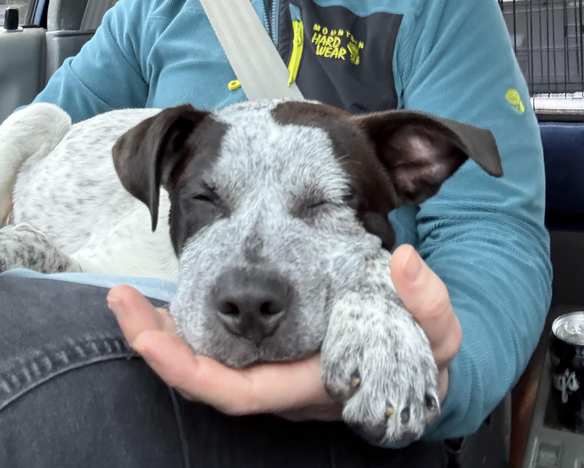 Enlarge Bobby (Portland, OR), a Adoptable mixed breed in Mount Vernon, WA image 4/6