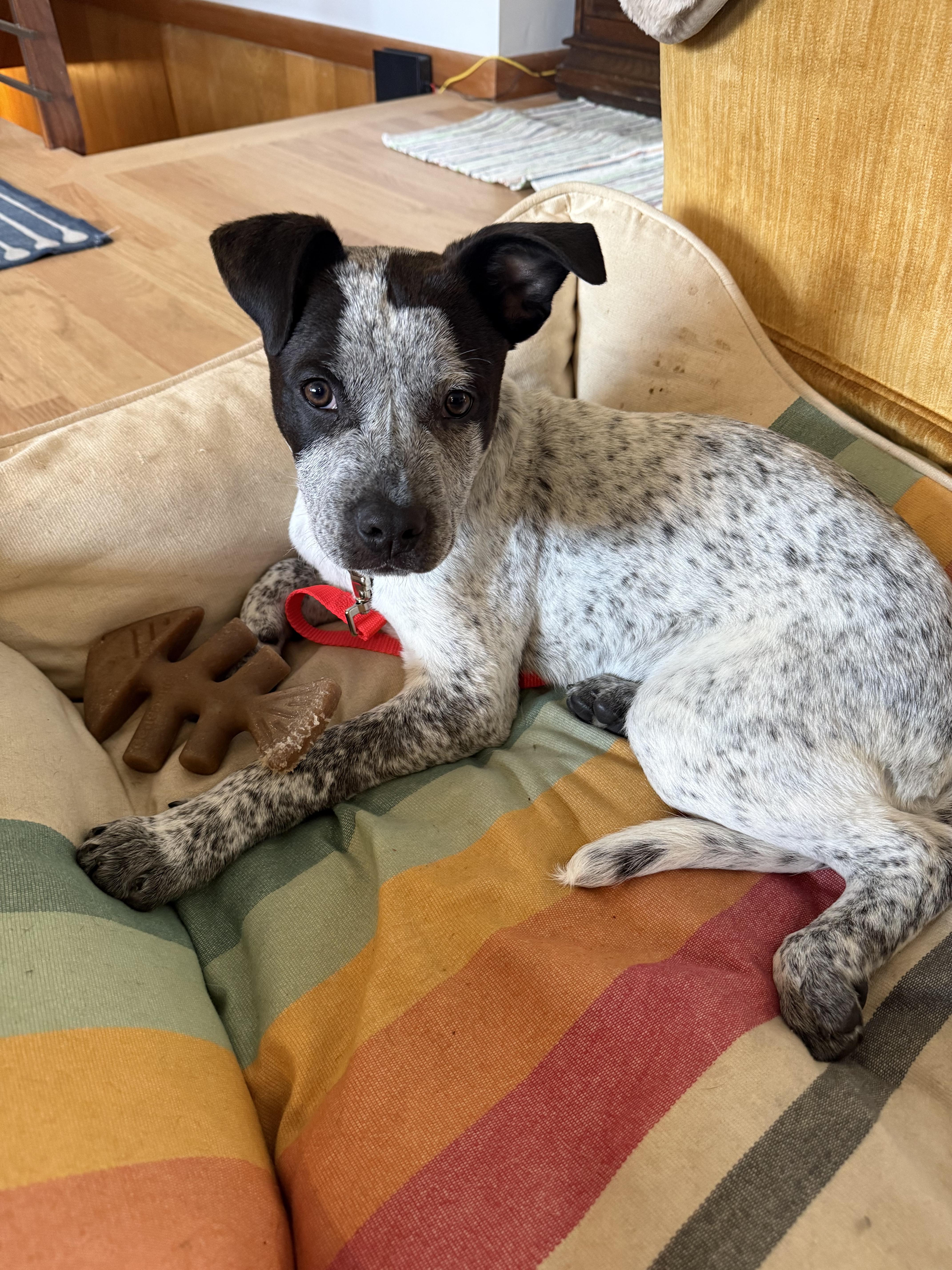 Enlarge Bobby (Portland, OR), a Adoptable mixed breed in Mount Vernon, WA image 5/6