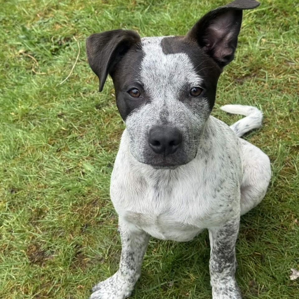 Enlarge Bobby (Portland, OR), a Adoptable mixed breed in Mount Vernon, WA image 2/6