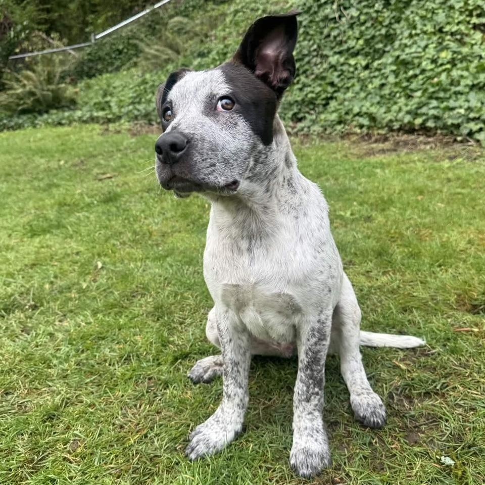 Enlarge Bobby (Portland, OR), a Adoptable mixed breed in Mount Vernon, WA image 3/6