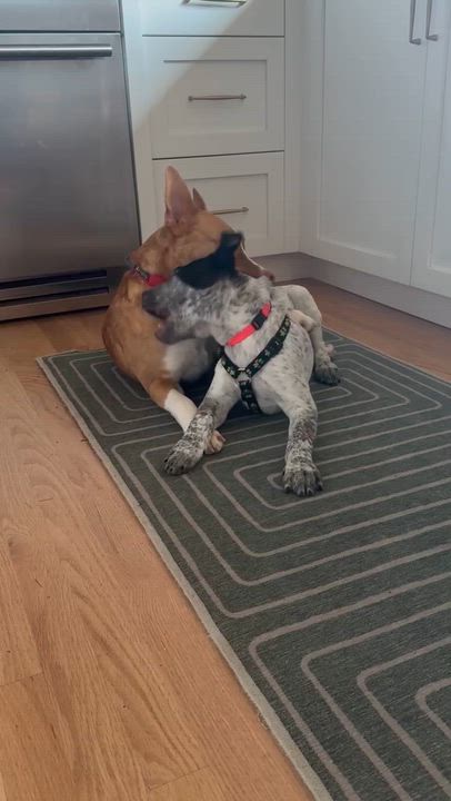 Enlarge Bobby (Portland, OR), a Adoptable mixed breed in Mount Vernon, WA video 6/6