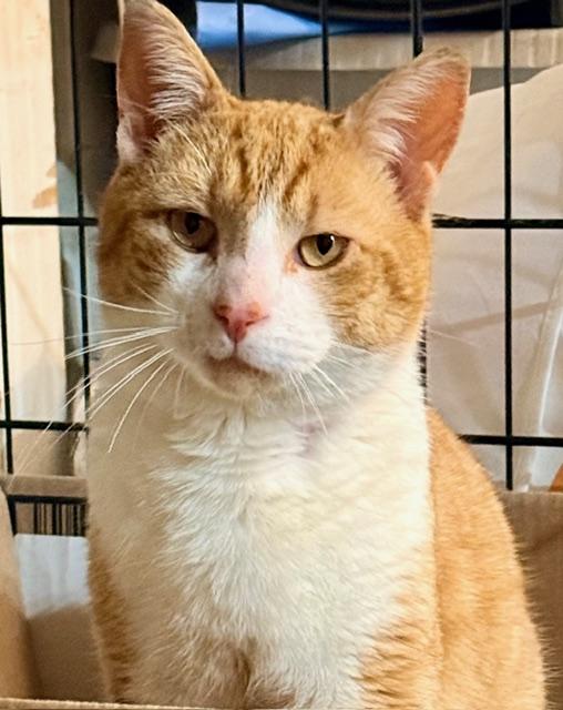 Enlarge Bentley, an adopted Domestic Short Hair in New York, NY image 4/6