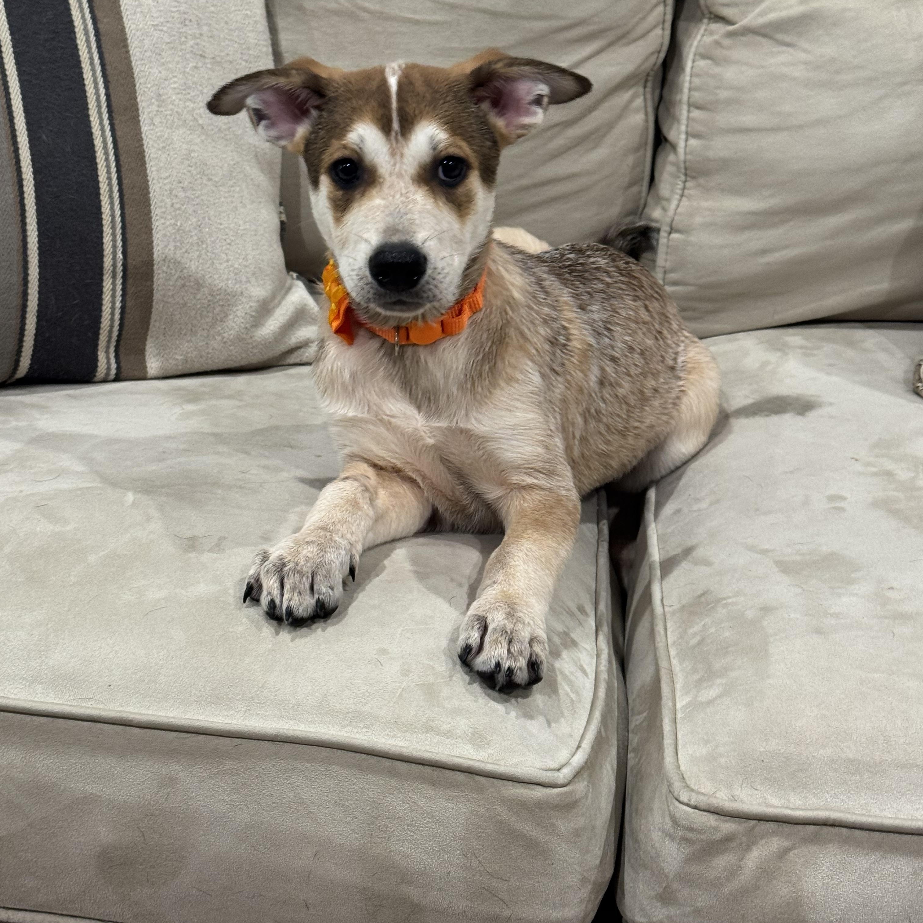 Dolly, adopted, Young Female Australian Cattle Dog / Blue Heeler.