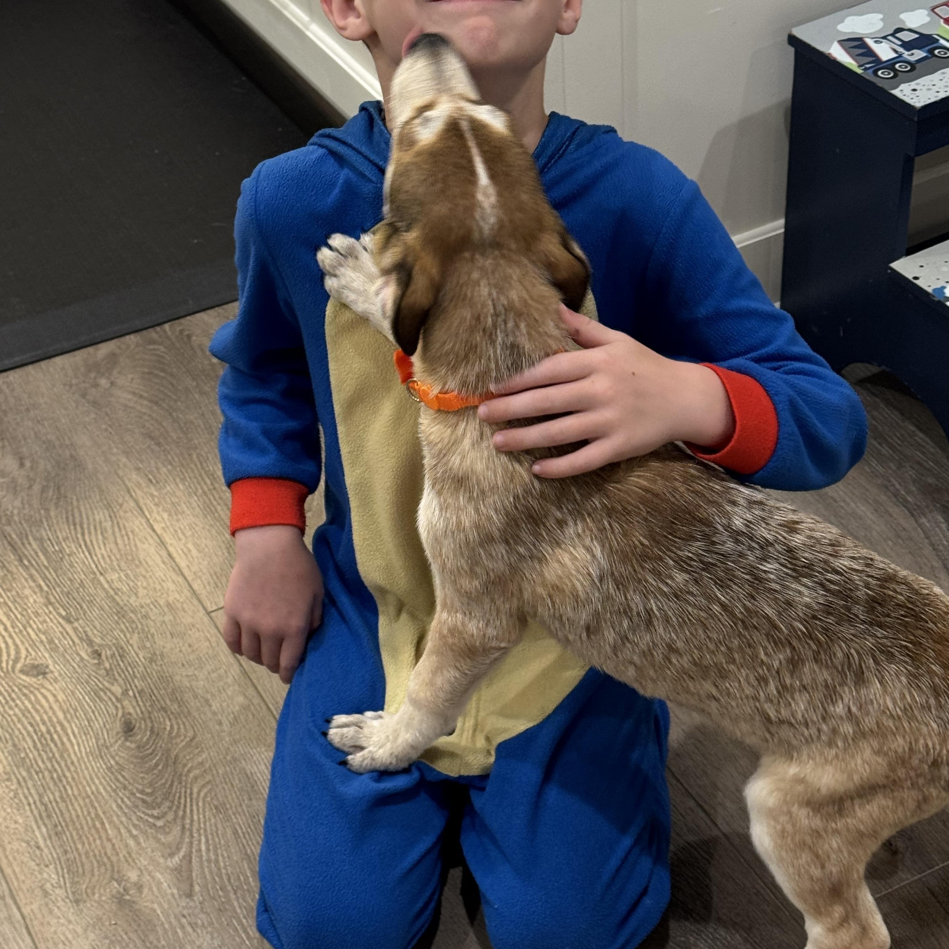 Dolly, an adopted mixed breed in Cypress, TX image 3/6