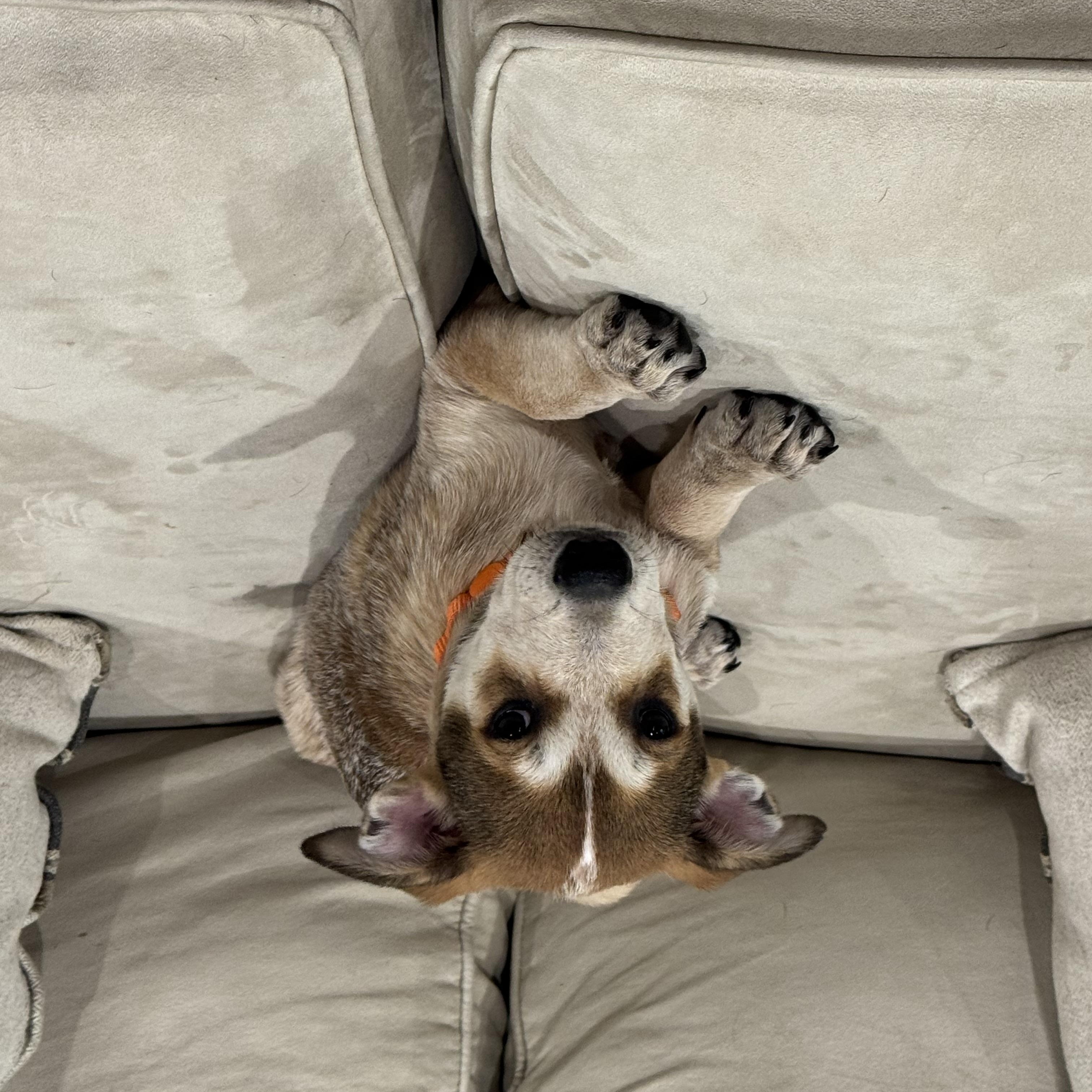 Dolly, an adopted mixed breed in Cypress, TX image 5/6