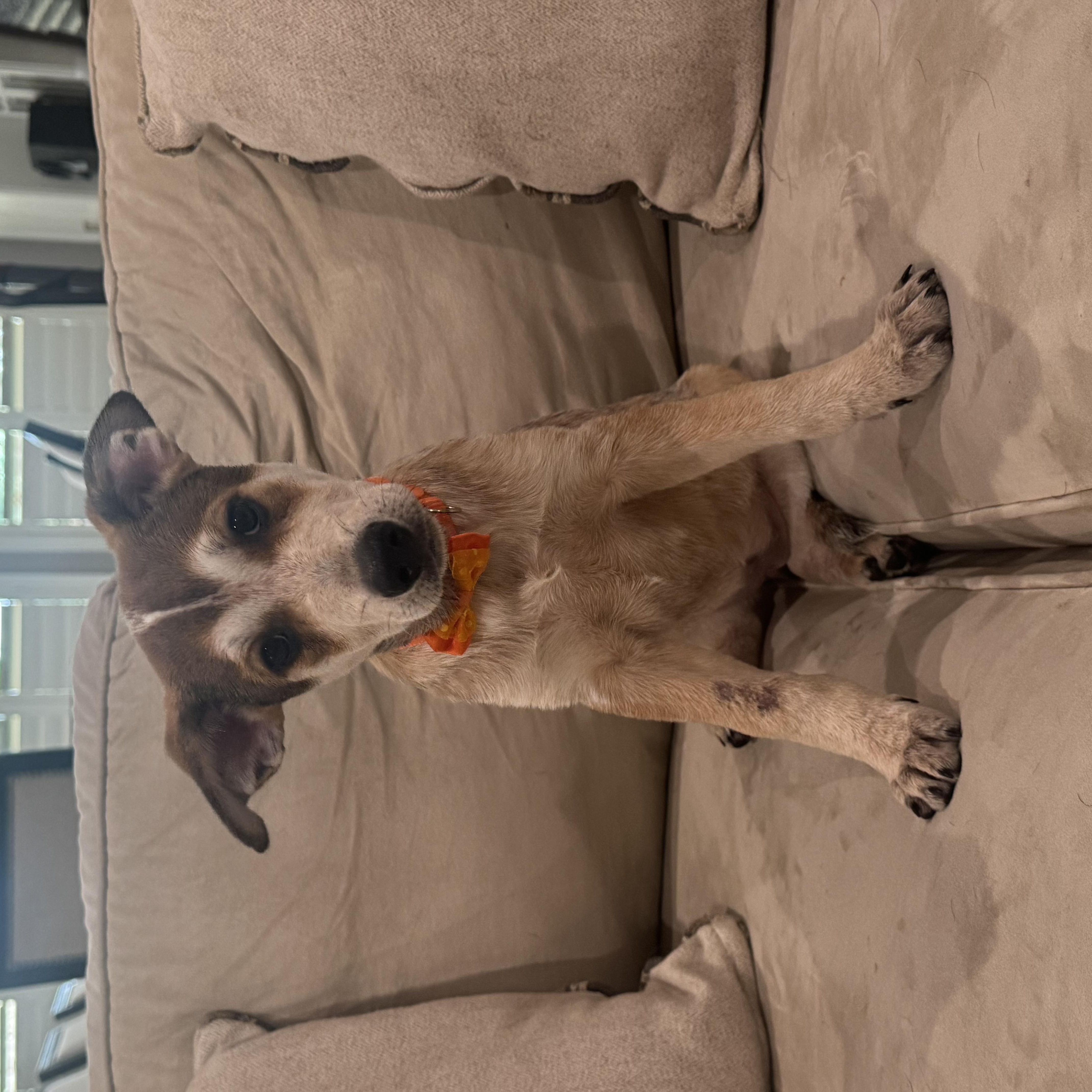 Dolly, an adopted mixed breed in Cypress, TX image 6/6