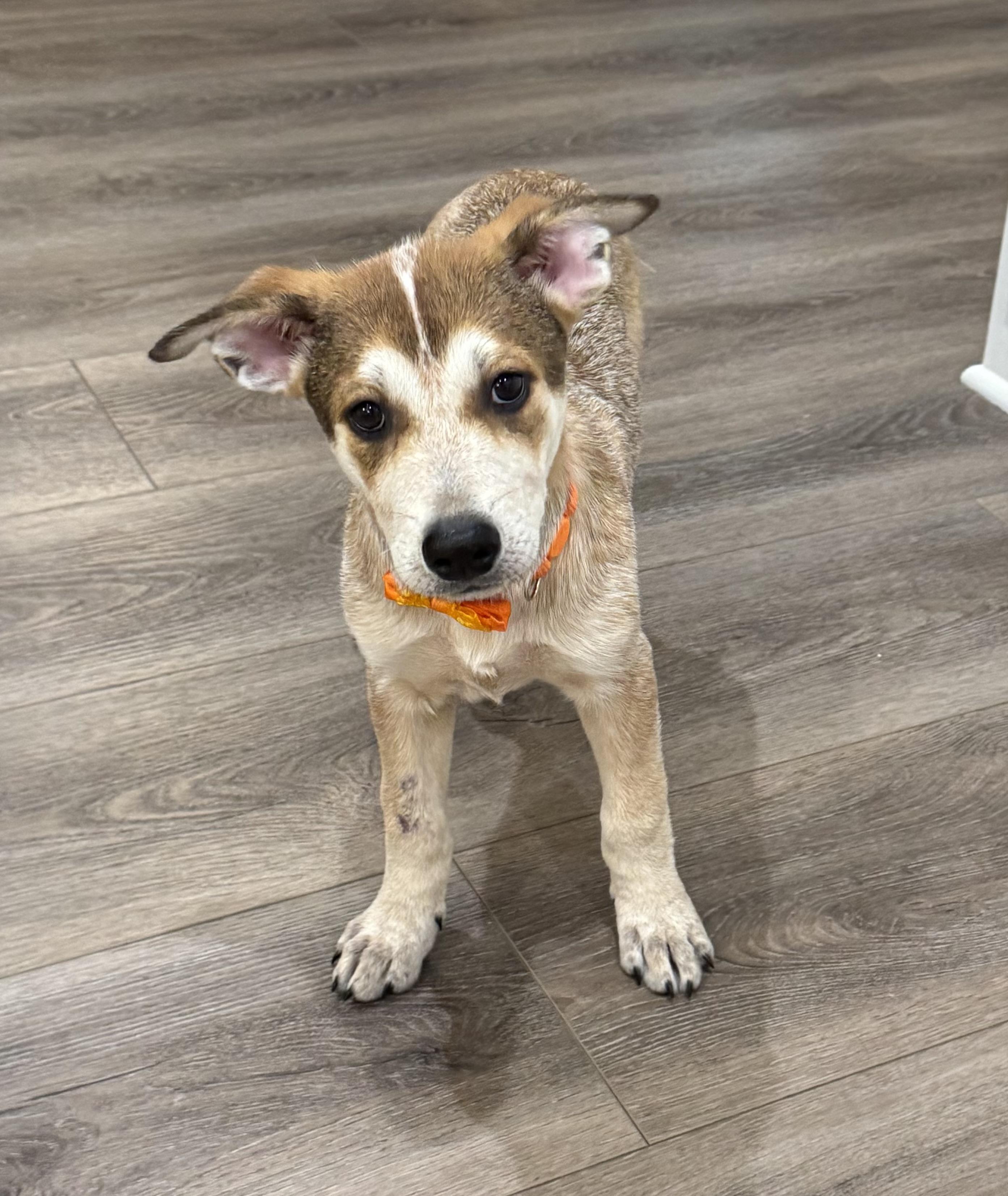 Dolly, an adopted mixed breed in Cypress, TX image 2/6