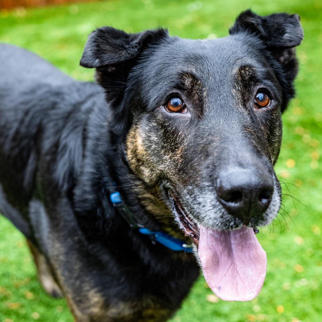 Enlarge Butch, a Adoptable mixed breed in Naperville, IL image 1/6