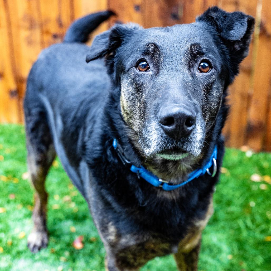 Enlarge Butch, a Adoptable mixed breed in Naperville, IL image 2/6