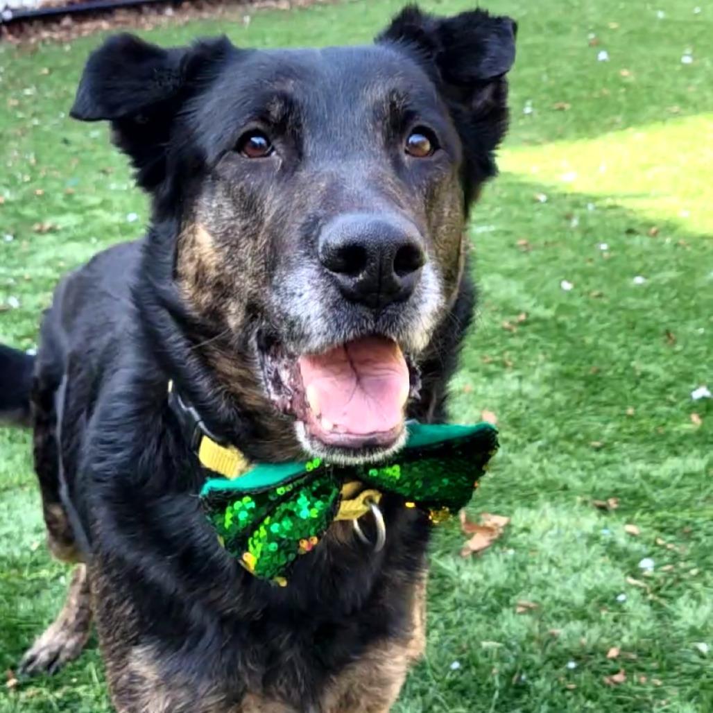 Enlarge Butch, a Adoptable mixed breed in Naperville, IL image 3/6