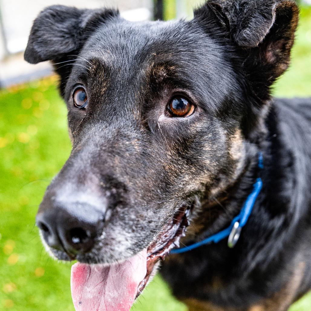 Enlarge Butch, a Adoptable mixed breed in Naperville, IL image 3/6