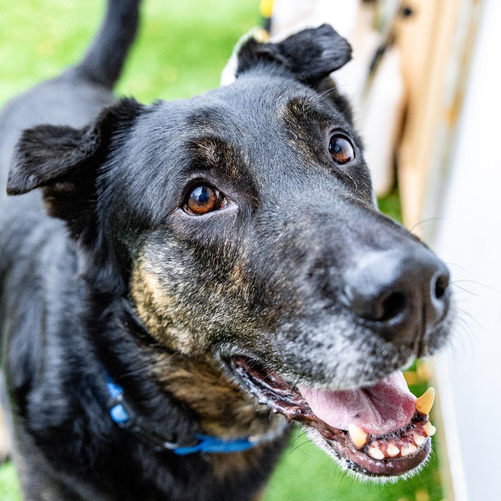 Enlarge Butch, a Adoptable mixed breed in Naperville, IL image 4/6