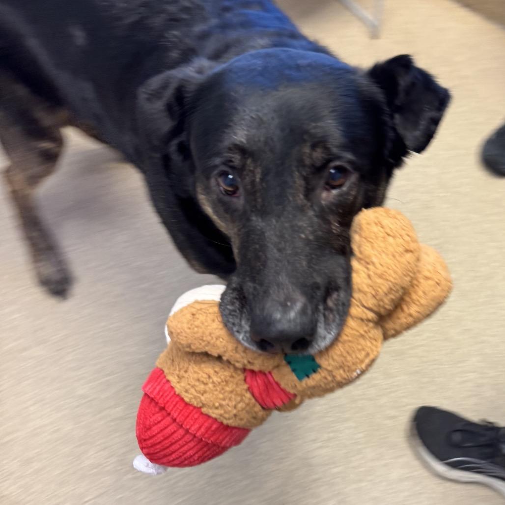 Enlarge Butch, a Adoptable mixed breed in Naperville, IL image 5/6