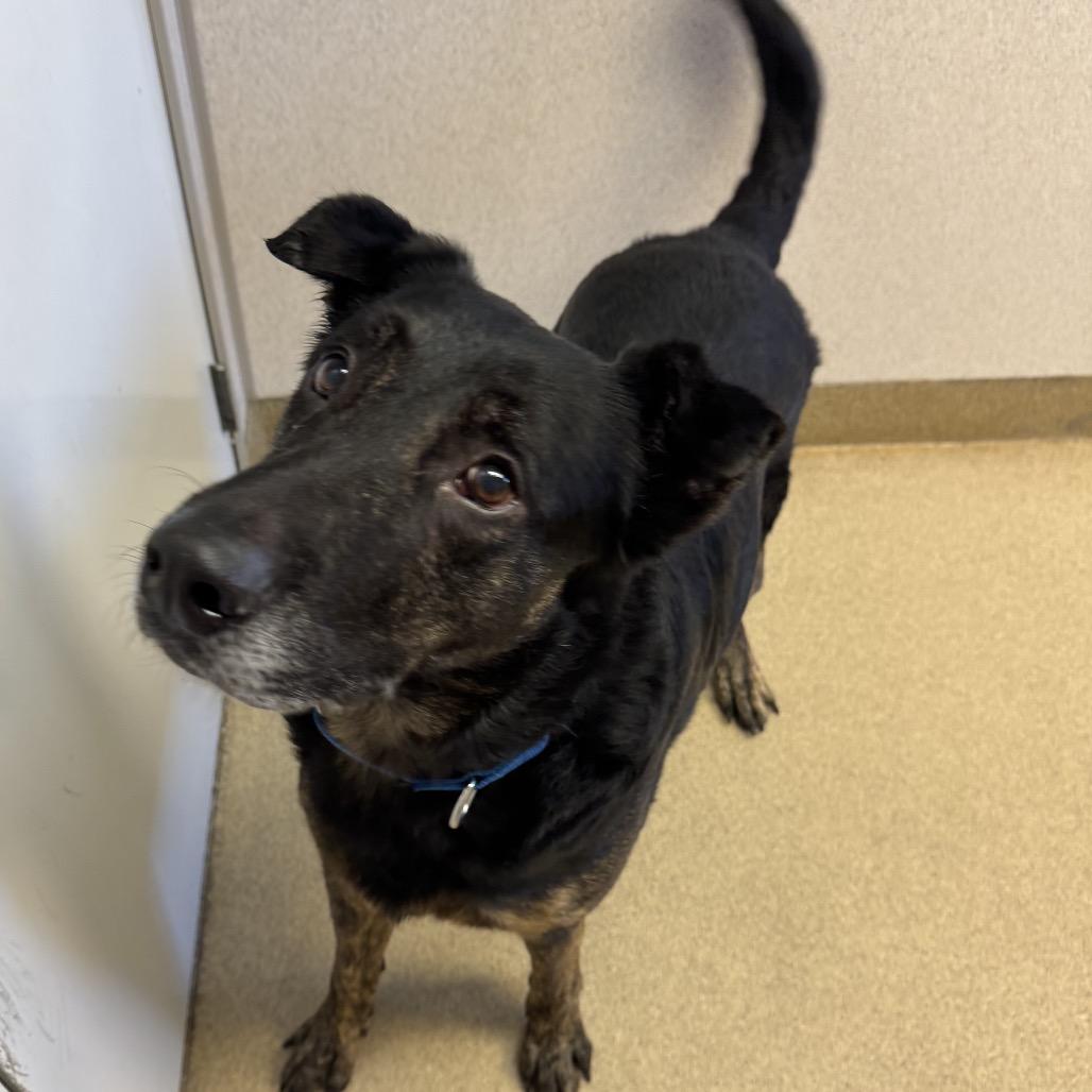 Enlarge Butch, a Adoptable mixed breed in Naperville, IL image 6/6