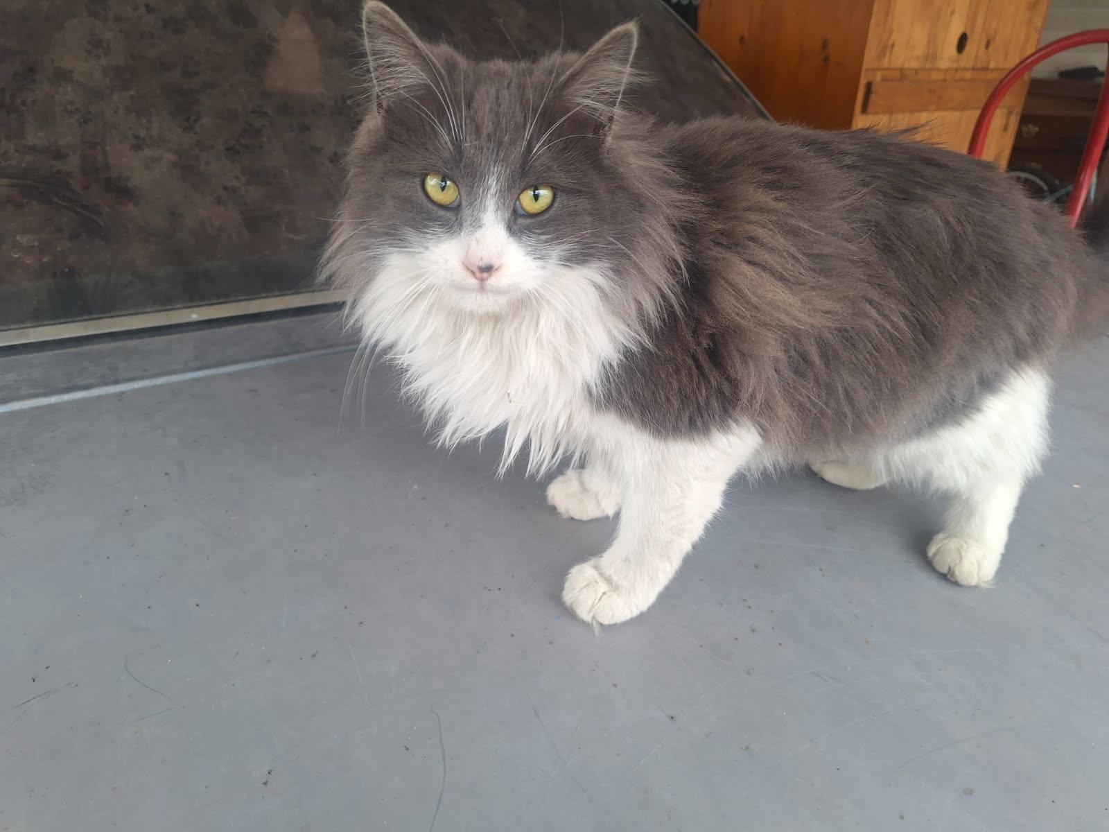 Enlarge Nikita , an adopted Siberian in Malden, MA image 2/2