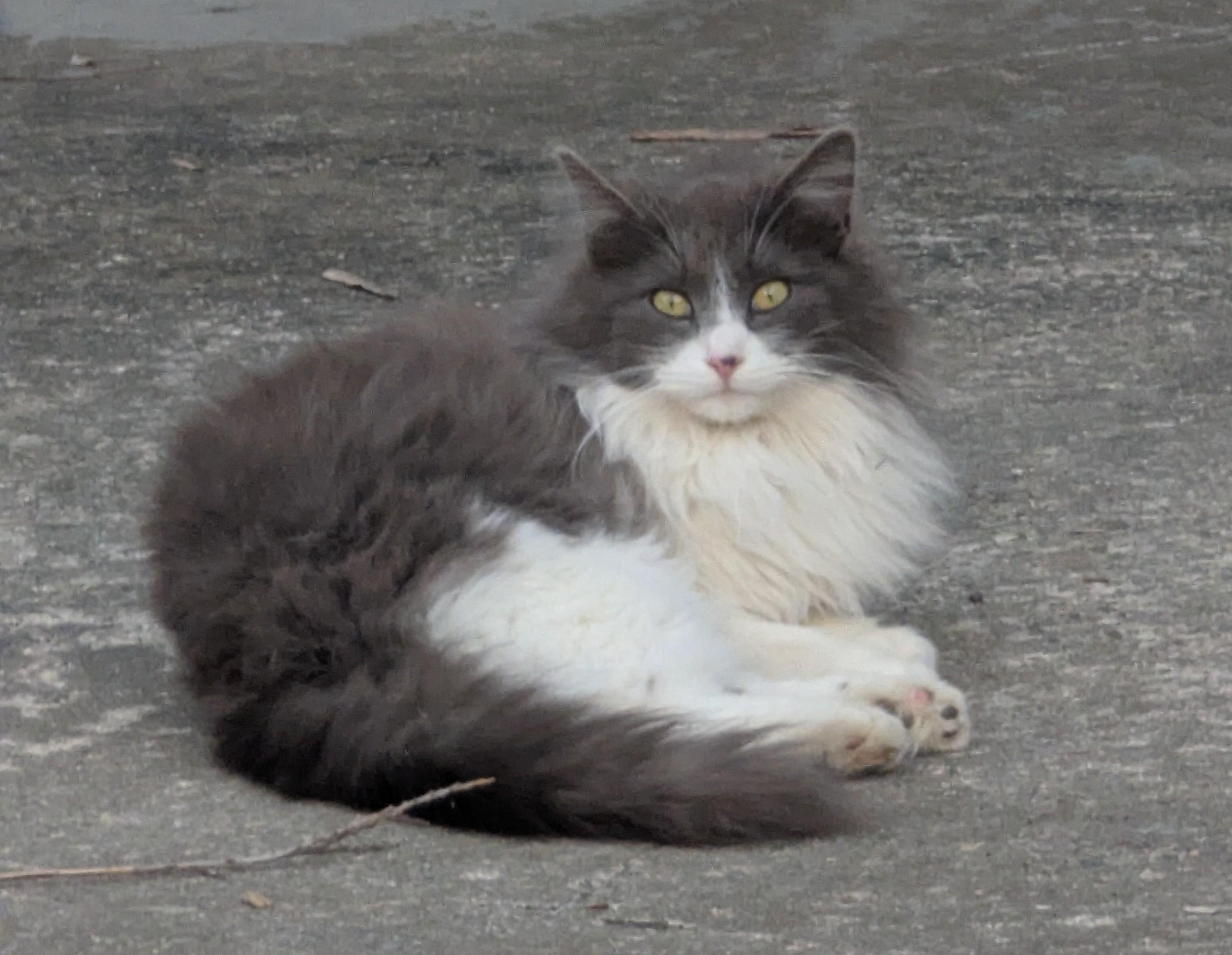 Enlarge Nikita , an adopted Siberian in Malden, MA image 1/2