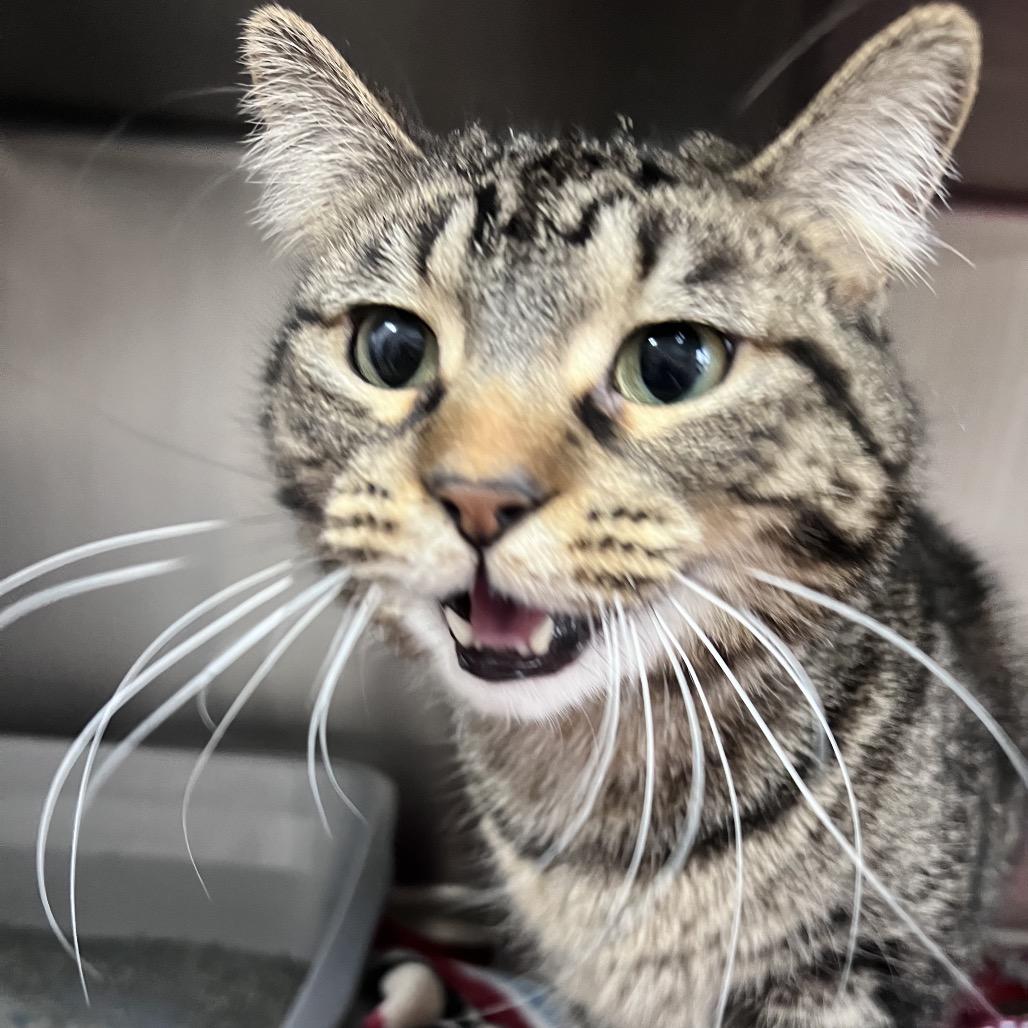 Enlarge Sugar Baby, a Adoptable Domestic Short Hair in Dixon, IL image 1/2