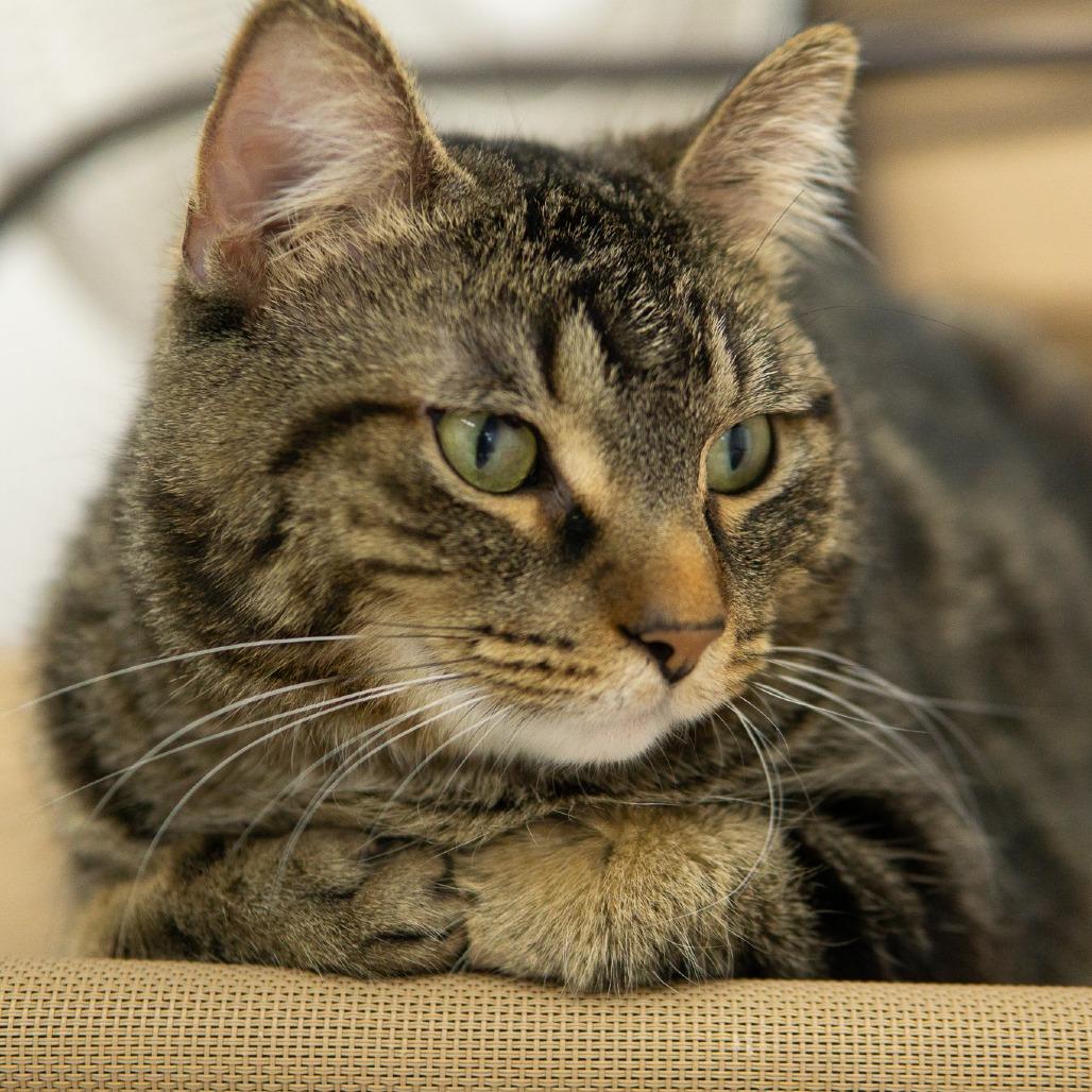 Enlarge Sugar Baby, a Adoptable Domestic Short Hair in Dixon, IL image 2/2