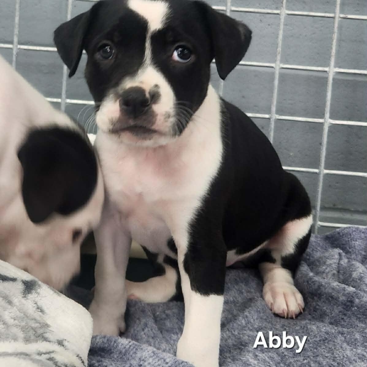 Abby, ADOPTABLE, Puppy Female Mixed Breed.