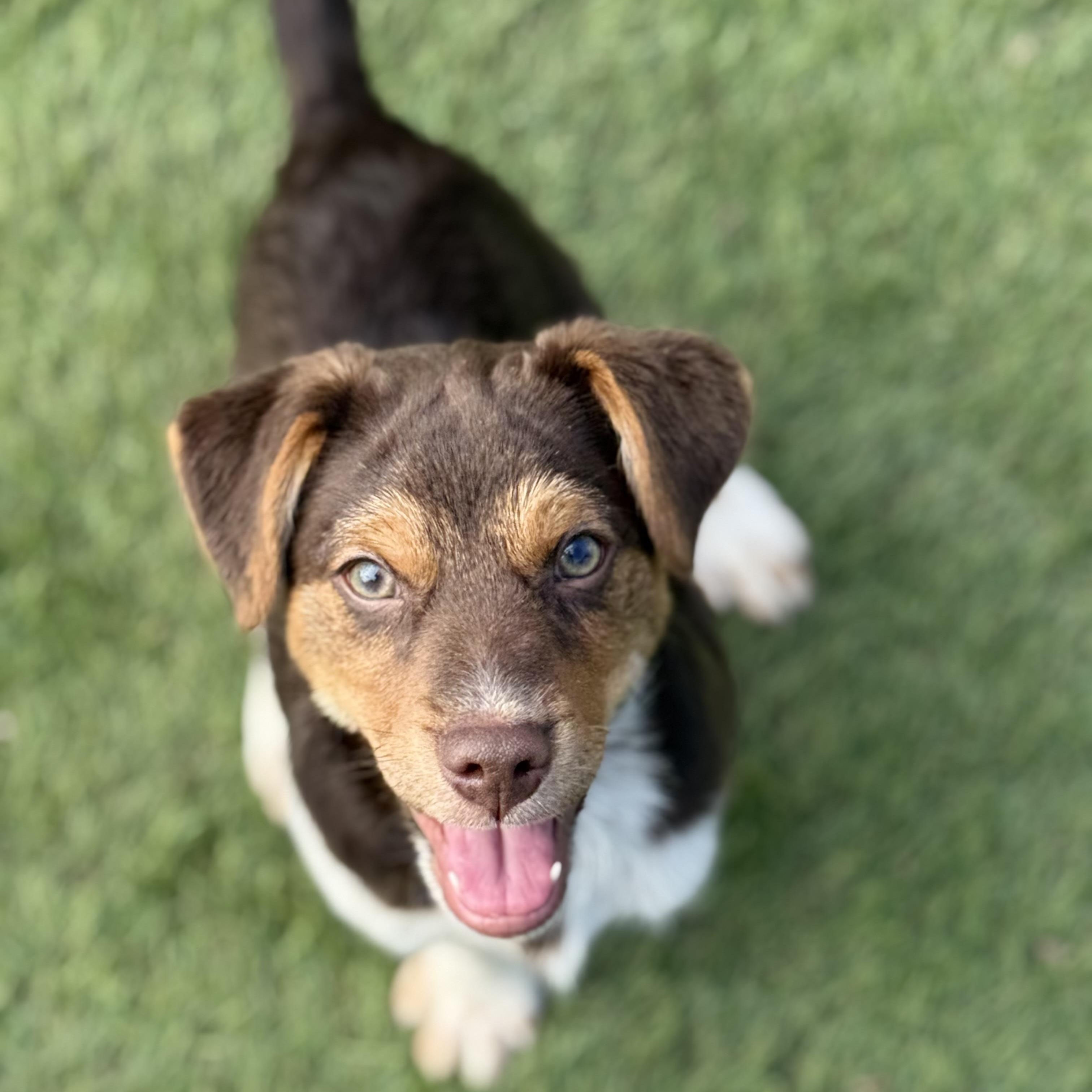 Enlarge Bruce, an adopted mixed breed in Glenolden, PA image 2/6