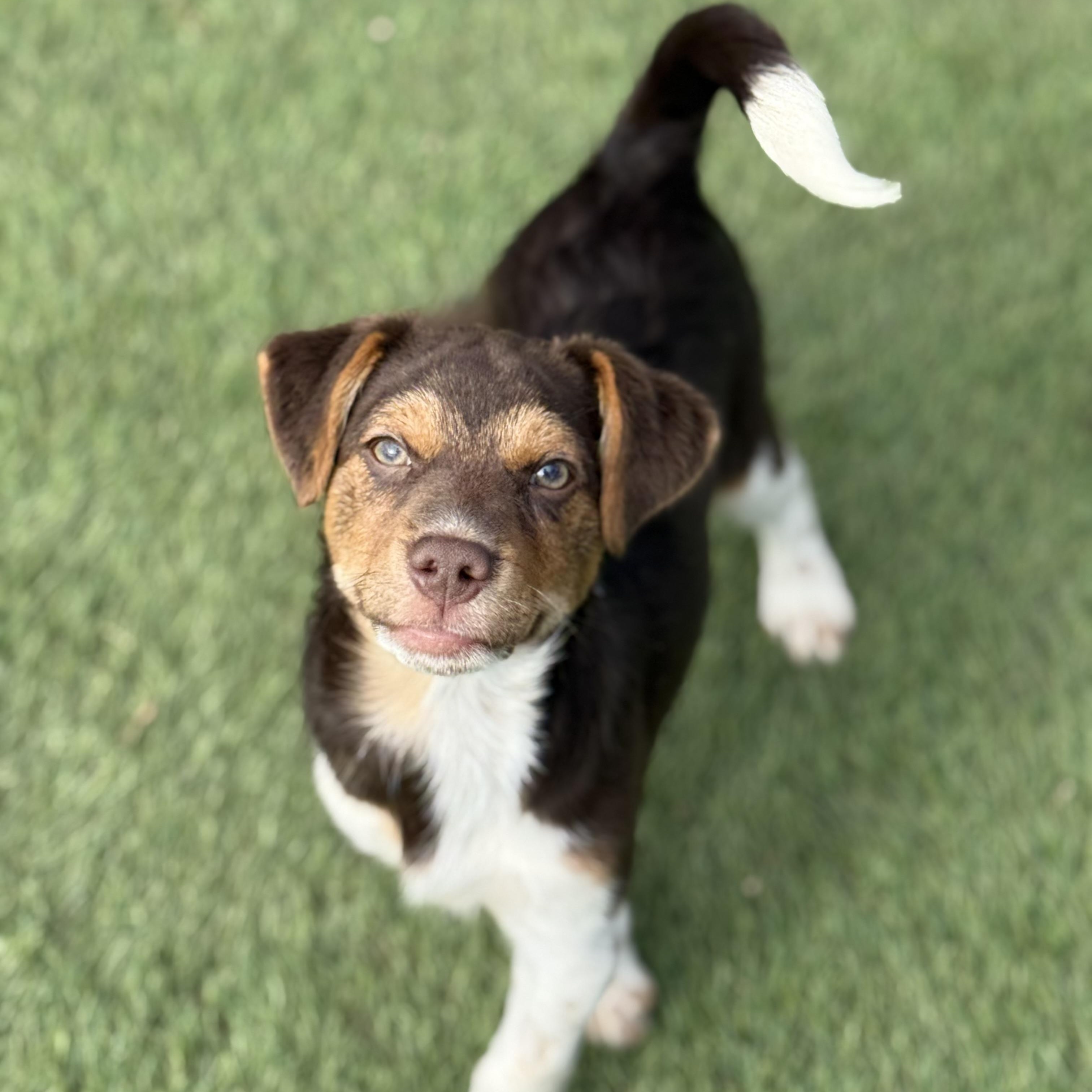 Enlarge Bruce, an adopted mixed breed in Glenolden, PA image 3/6
