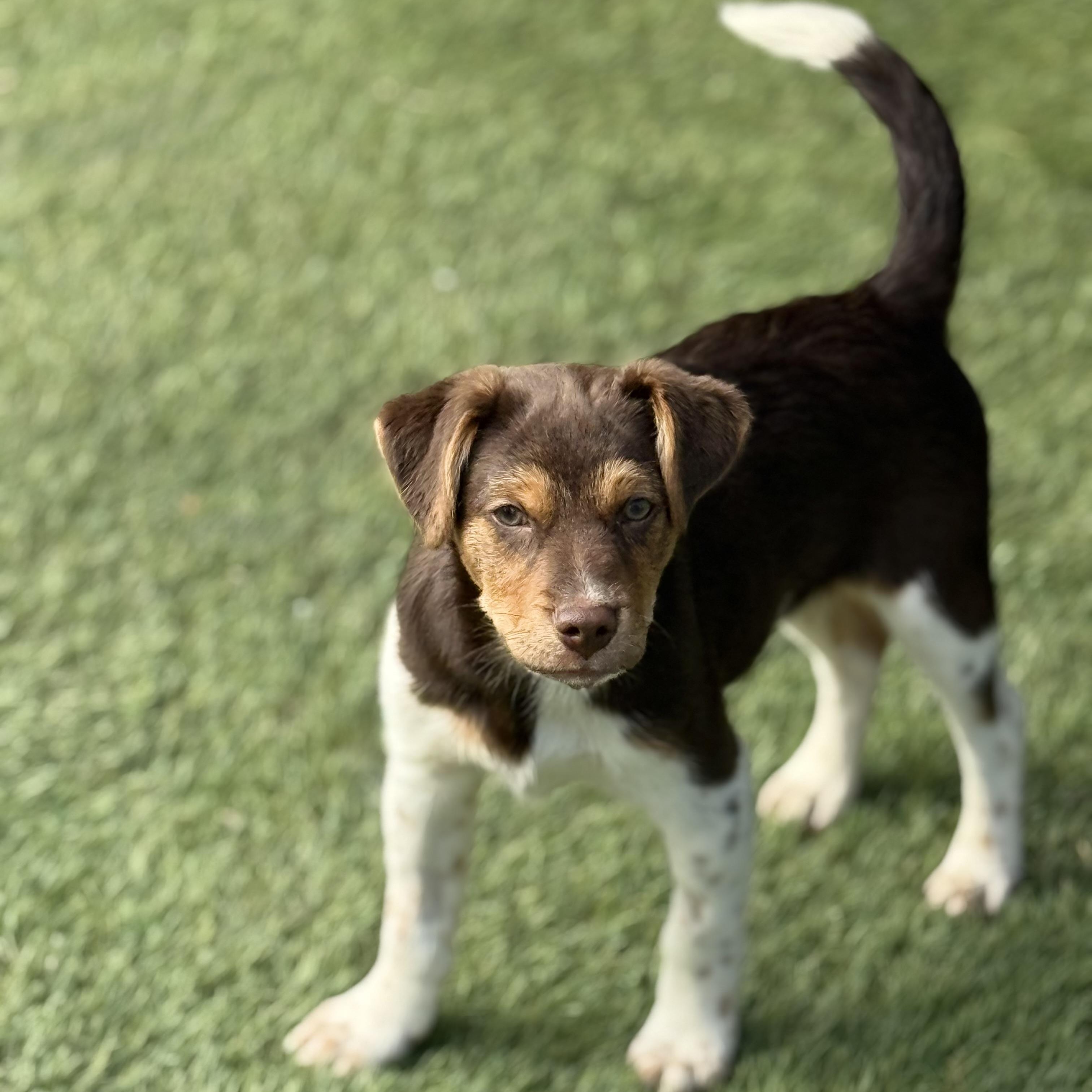 Enlarge Bruce, an adopted mixed breed in Glenolden, PA image 4/6