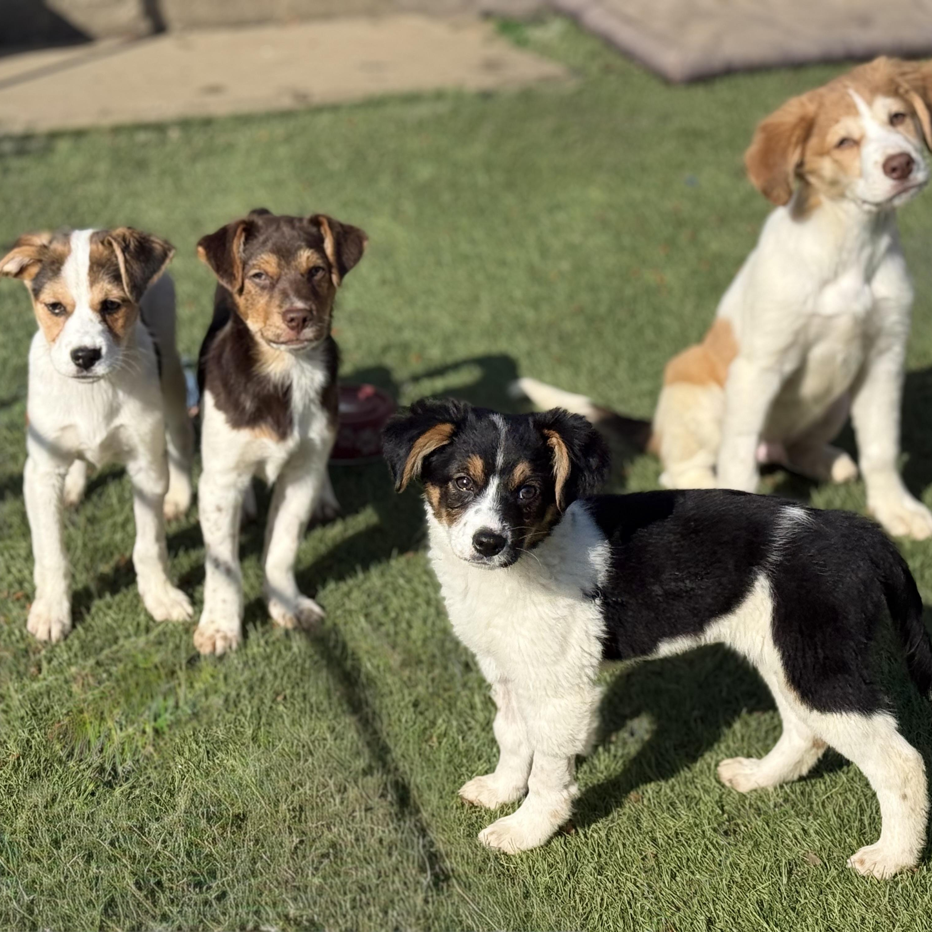 Enlarge Bruce, an adopted mixed breed in Glenolden, PA image 5/6