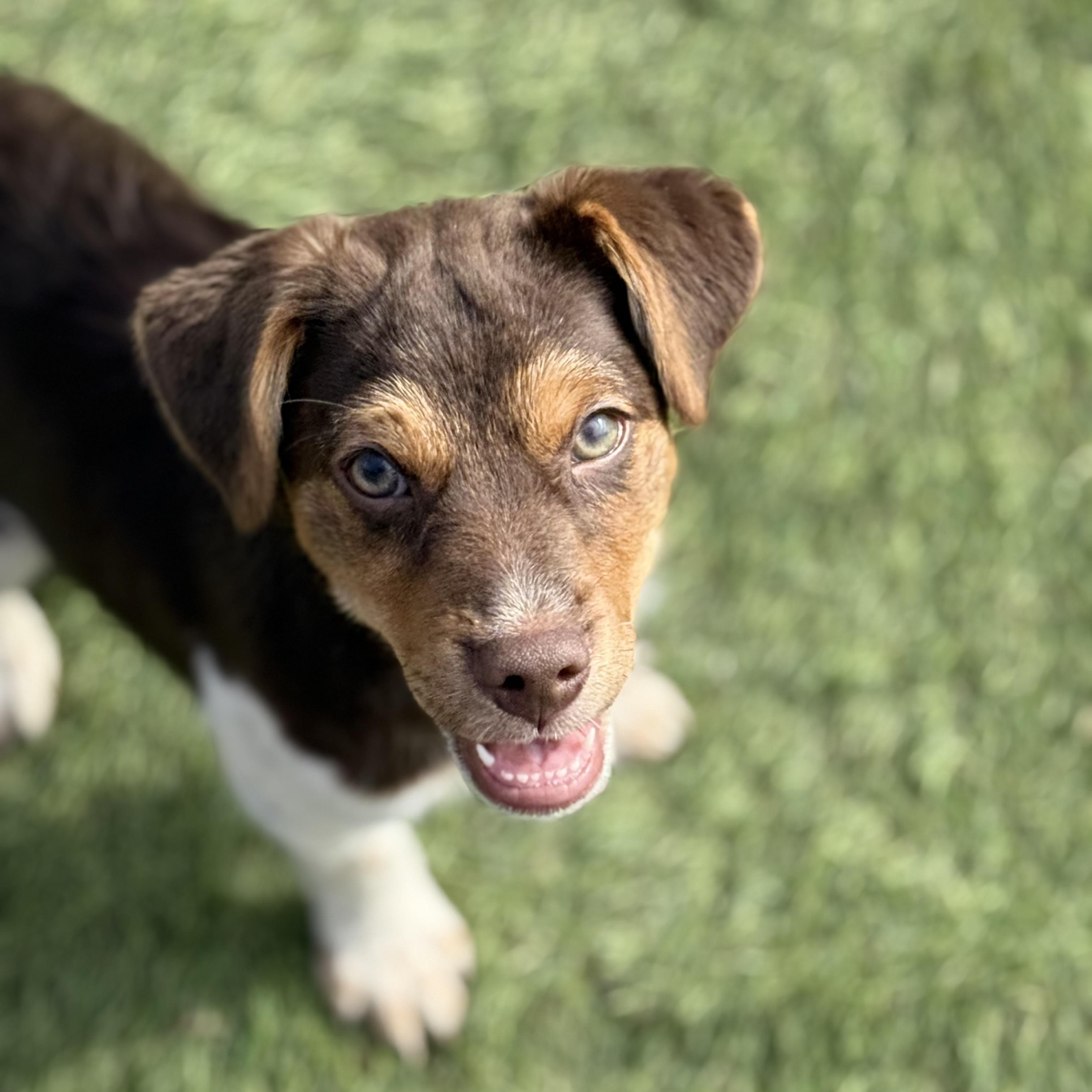Bruce, adopted, Puppy Male English Springer Spaniel & Beagle.