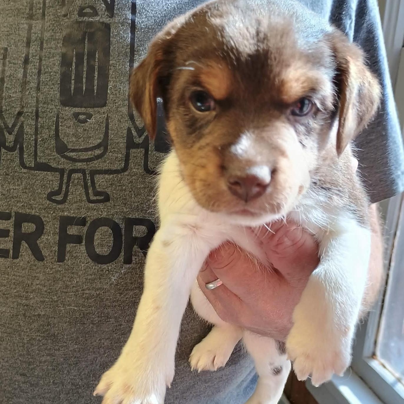 Enlarge Bruce, an adopted mixed breed in Glenolden, PA image 6/6