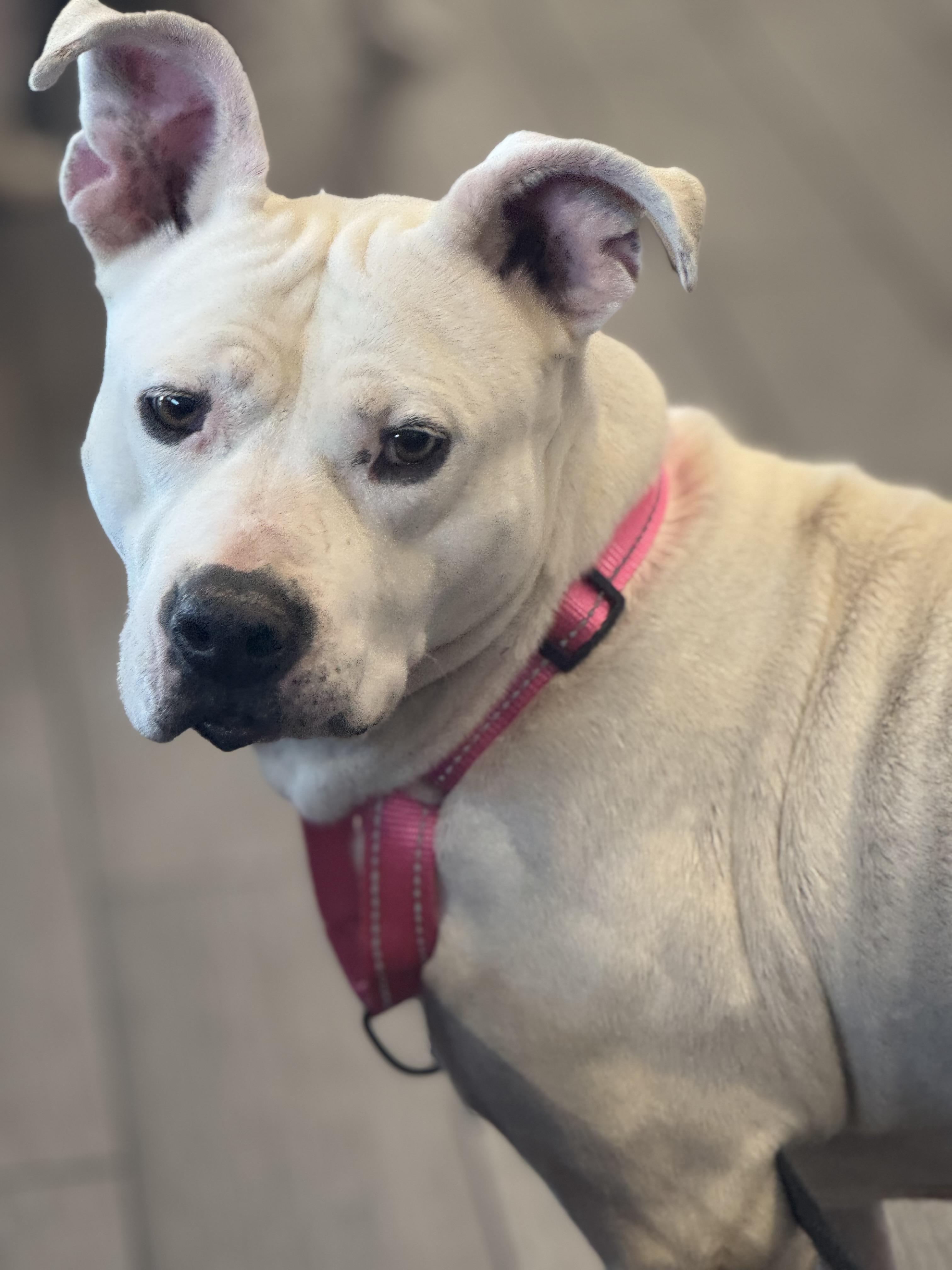 Pearly ??, Adoptable, Young Female Pit Bull Terrier.
