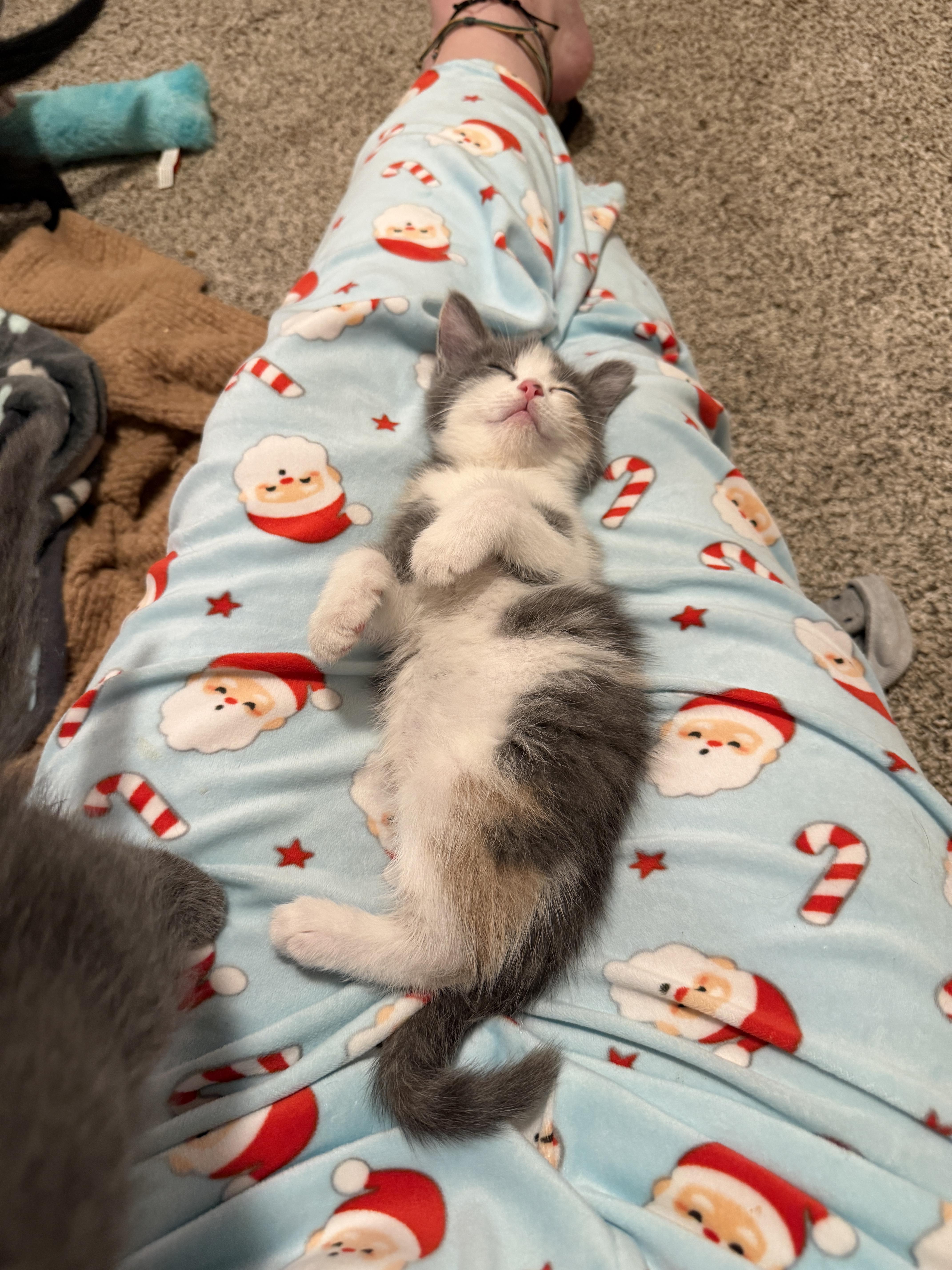 Enlarge Harlow, an adopted Domestic Short Hair in Indianapolis, IN image 6/6
