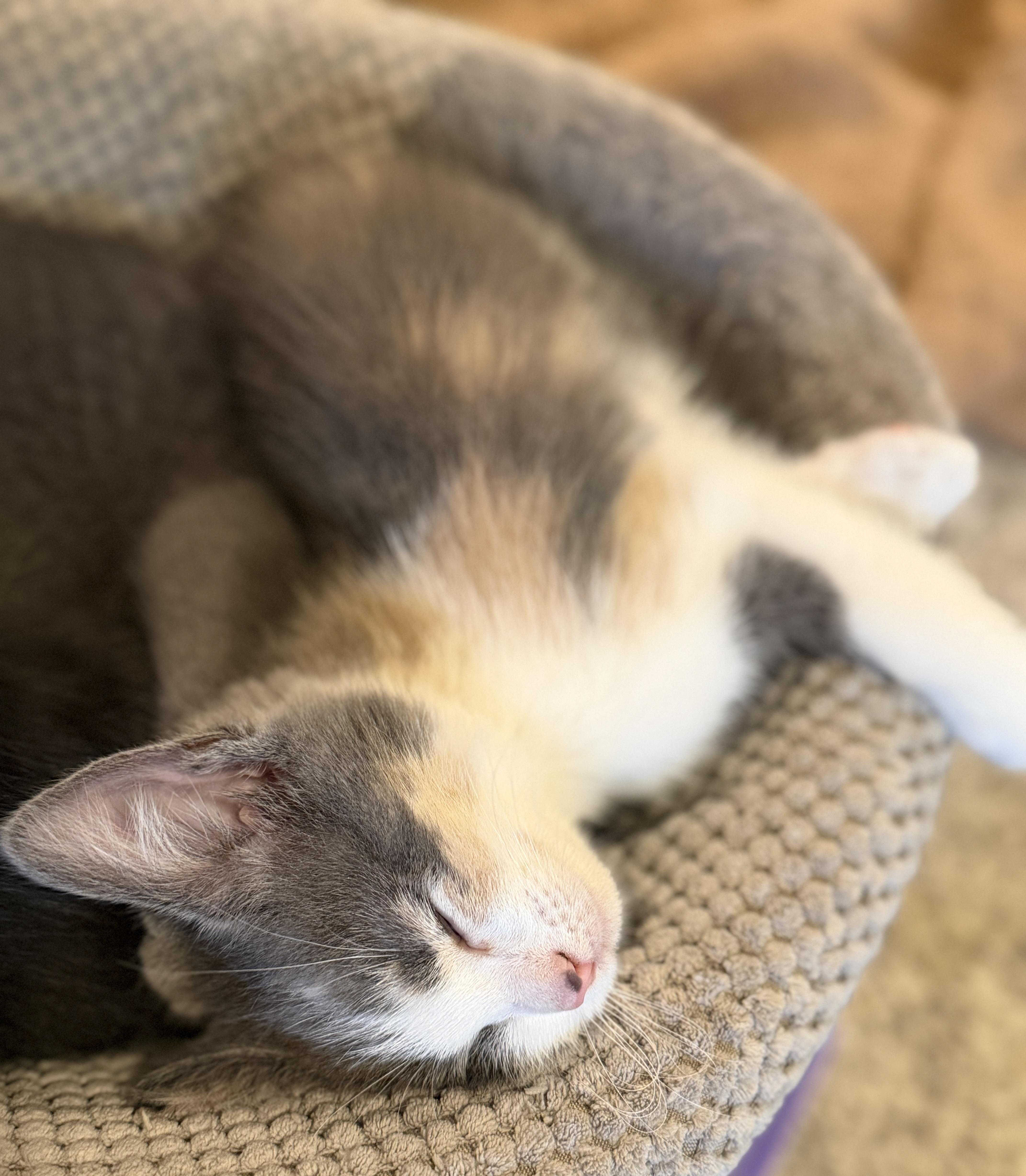 Enlarge Harlow, an adopted Domestic Short Hair in Indianapolis, IN image 5/6