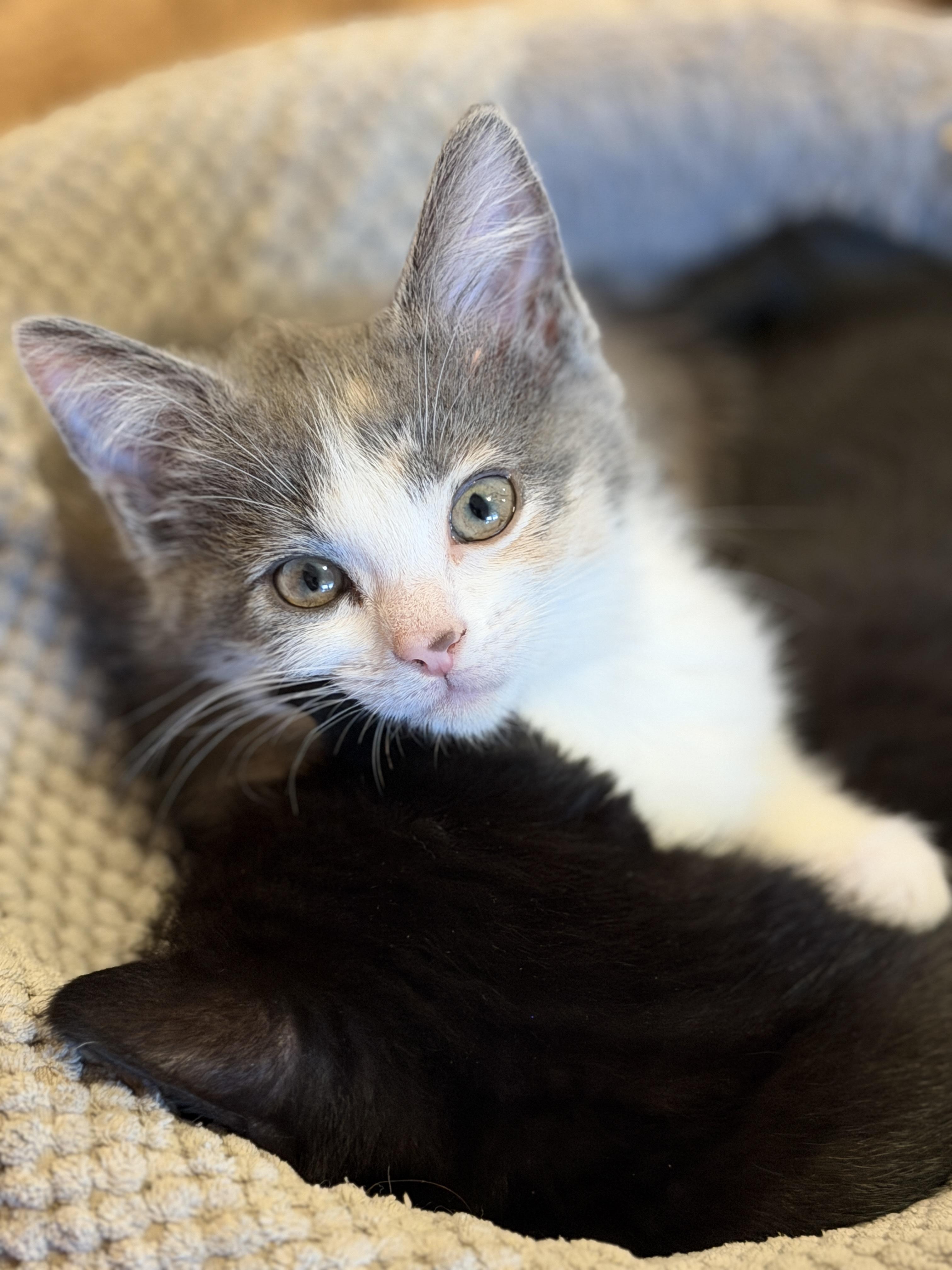 Enlarge Harlow, an adopted Domestic Short Hair in Indianapolis, IN image 3/6