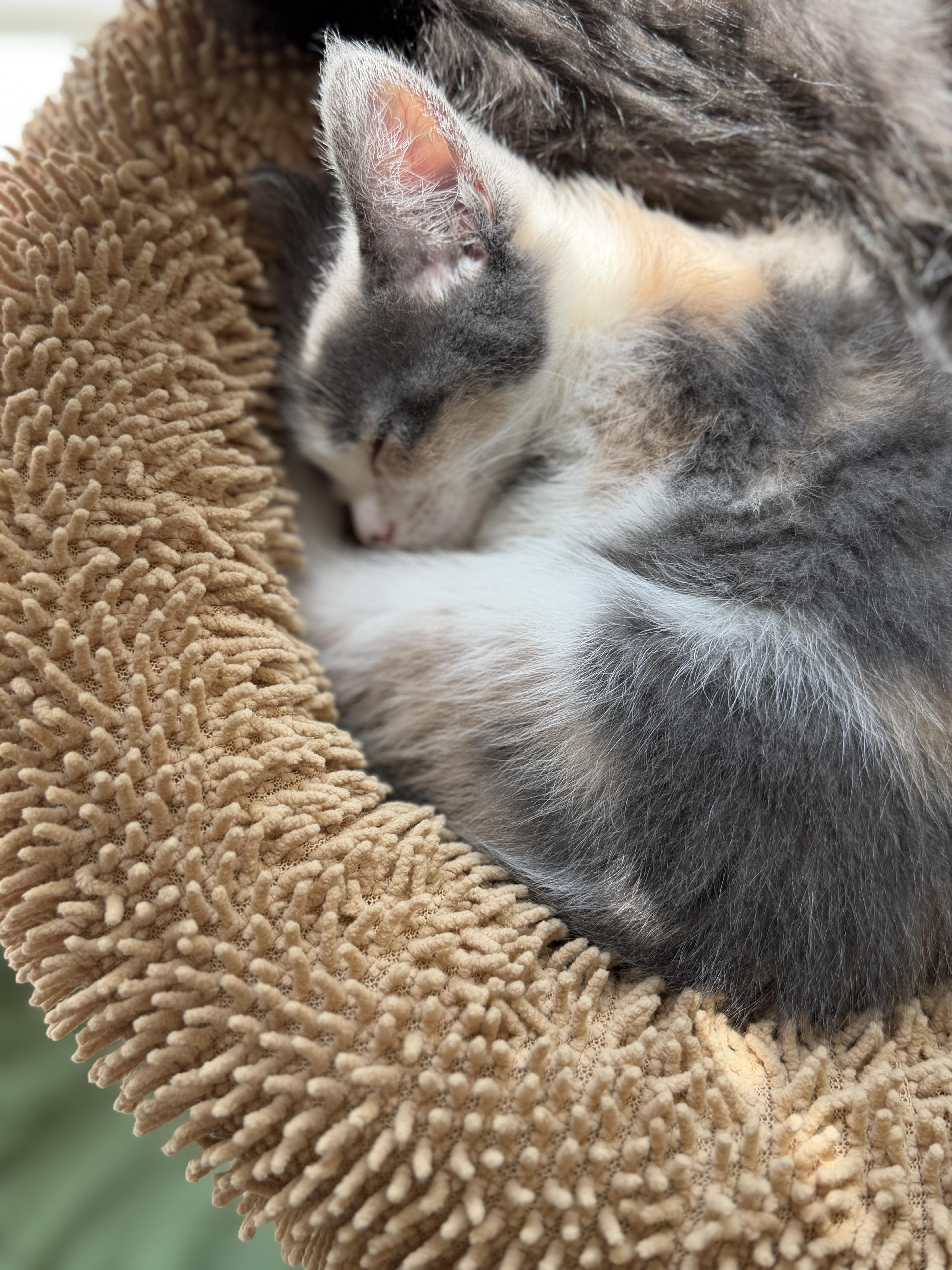 Enlarge Harlow, an adopted Domestic Short Hair in Indianapolis, IN image 4/6