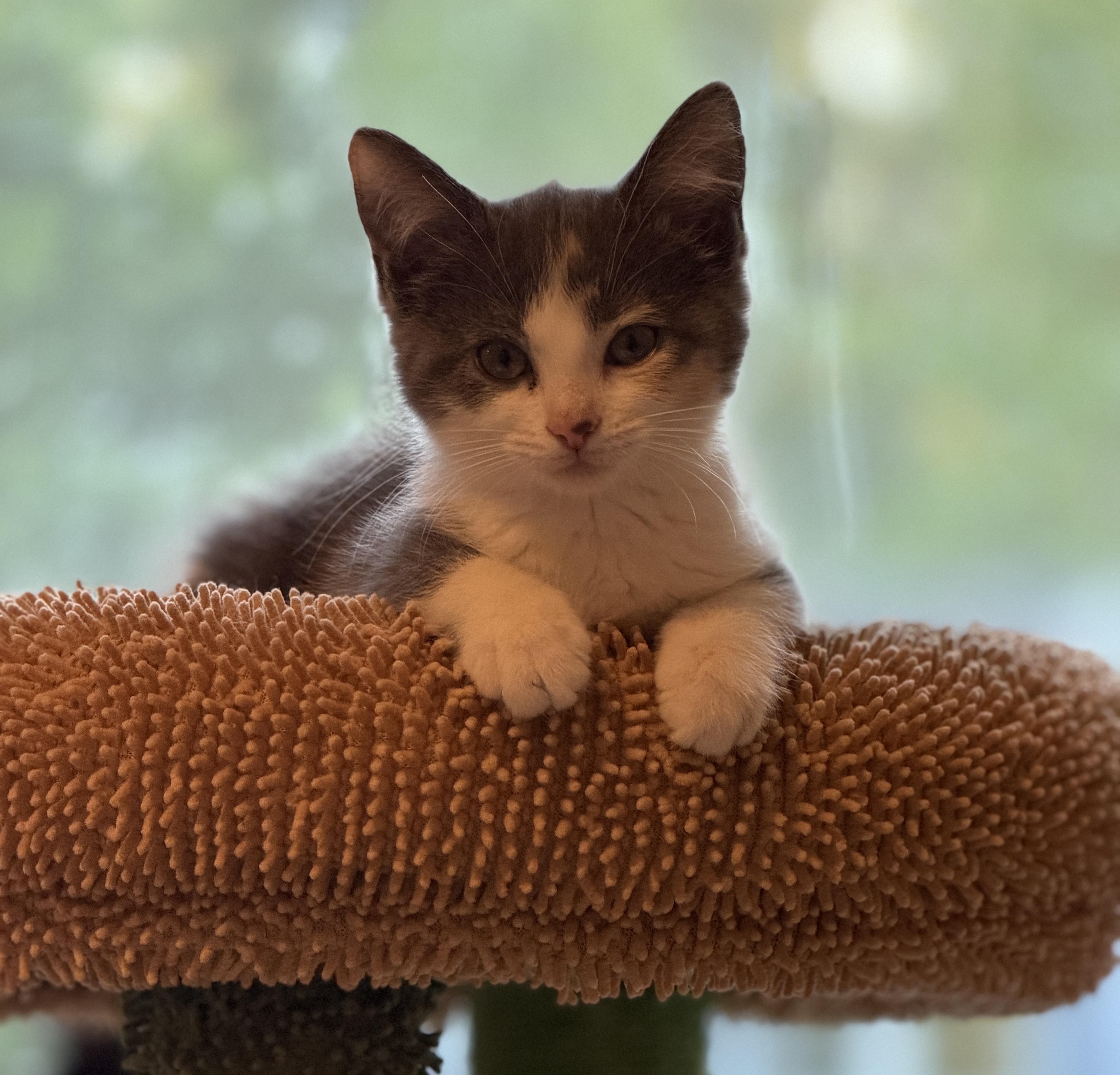 Enlarge Harlow, an adopted Domestic Short Hair in Indianapolis, IN image 2/6