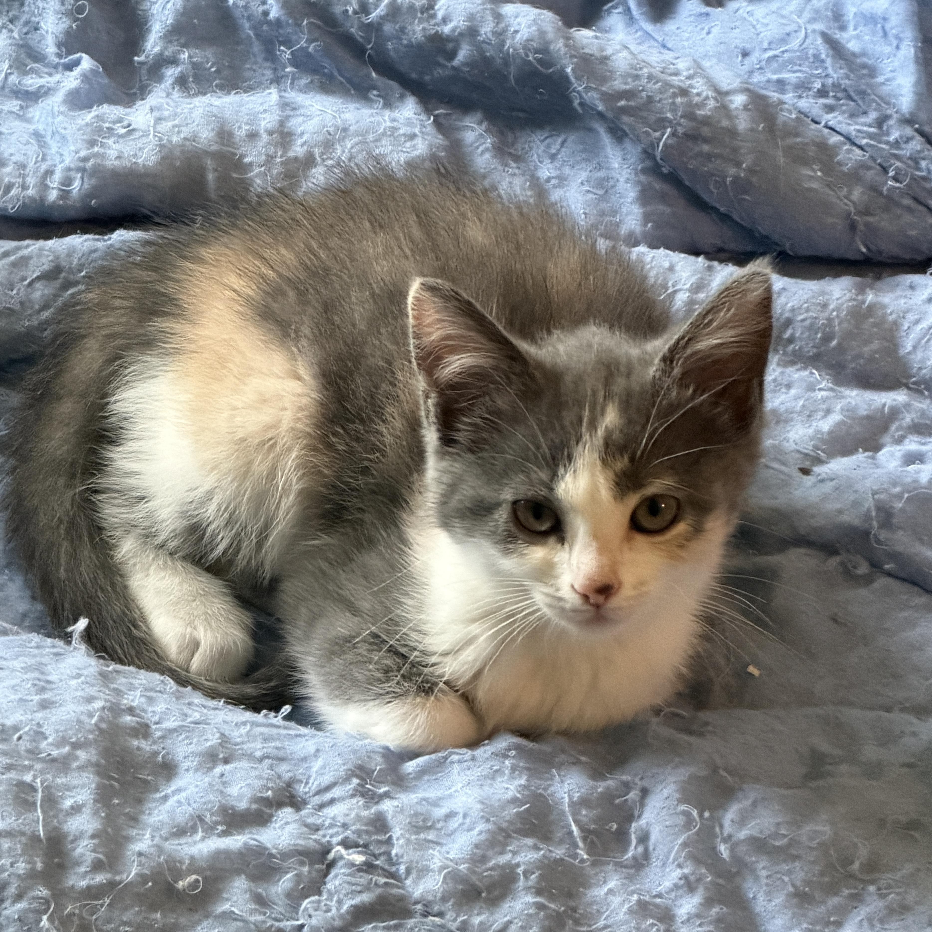 Harlow, adopted, Kitten Female Domestic Short Hair.