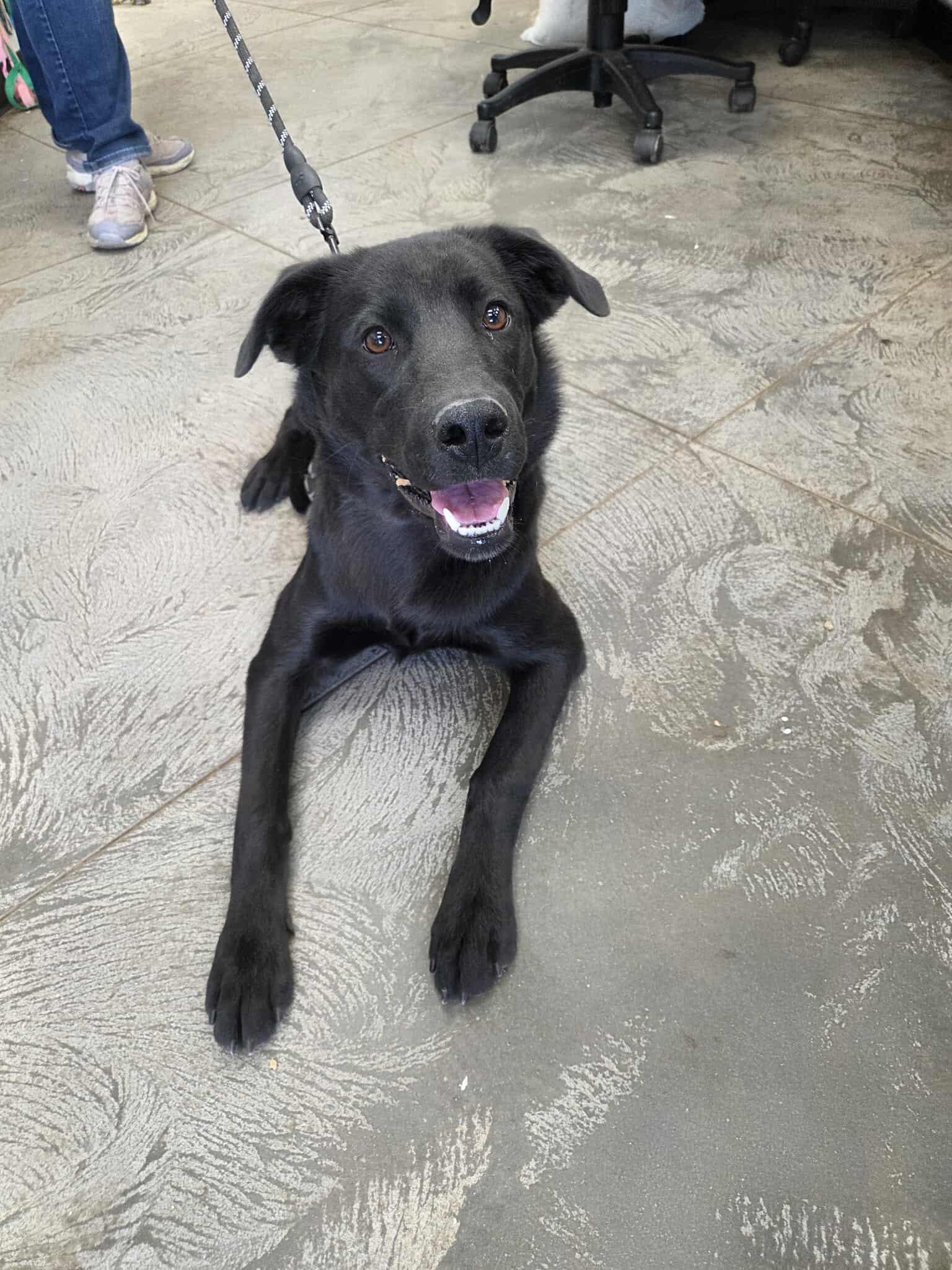 Ripley, an adoptable Labrador Retriever in Roosevelt, UT, 84066 | Photo Image 3
