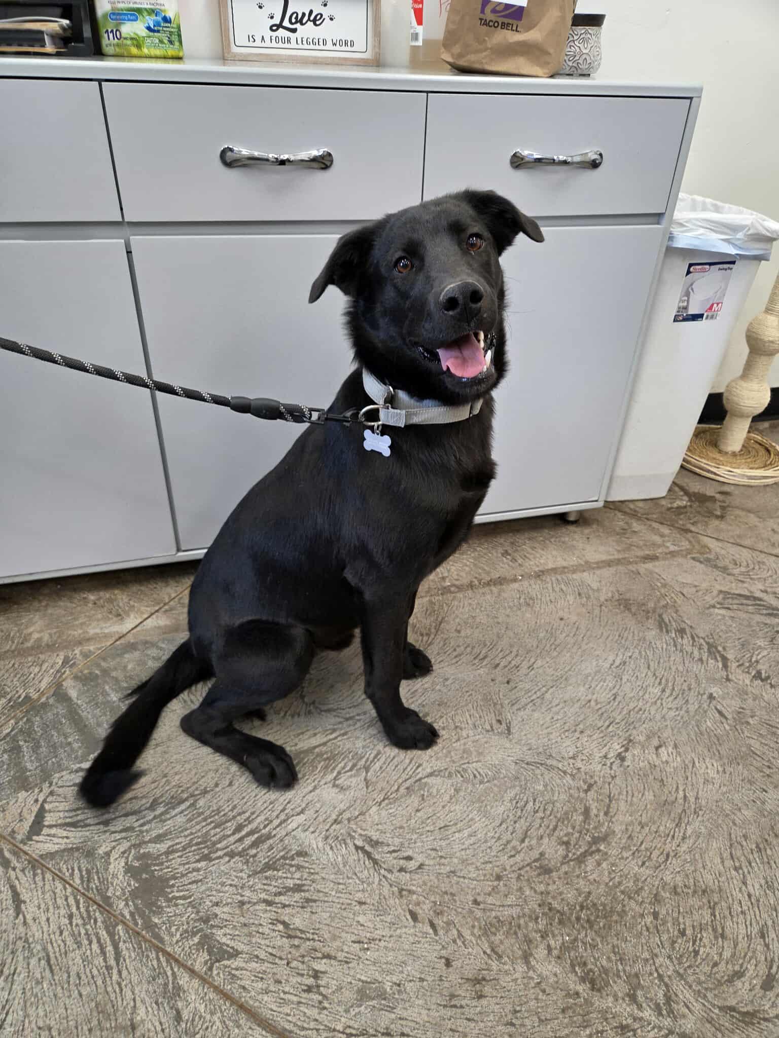 Ripley, an adoptable Labrador Retriever in Roosevelt, UT, 84066 | Photo Image 1