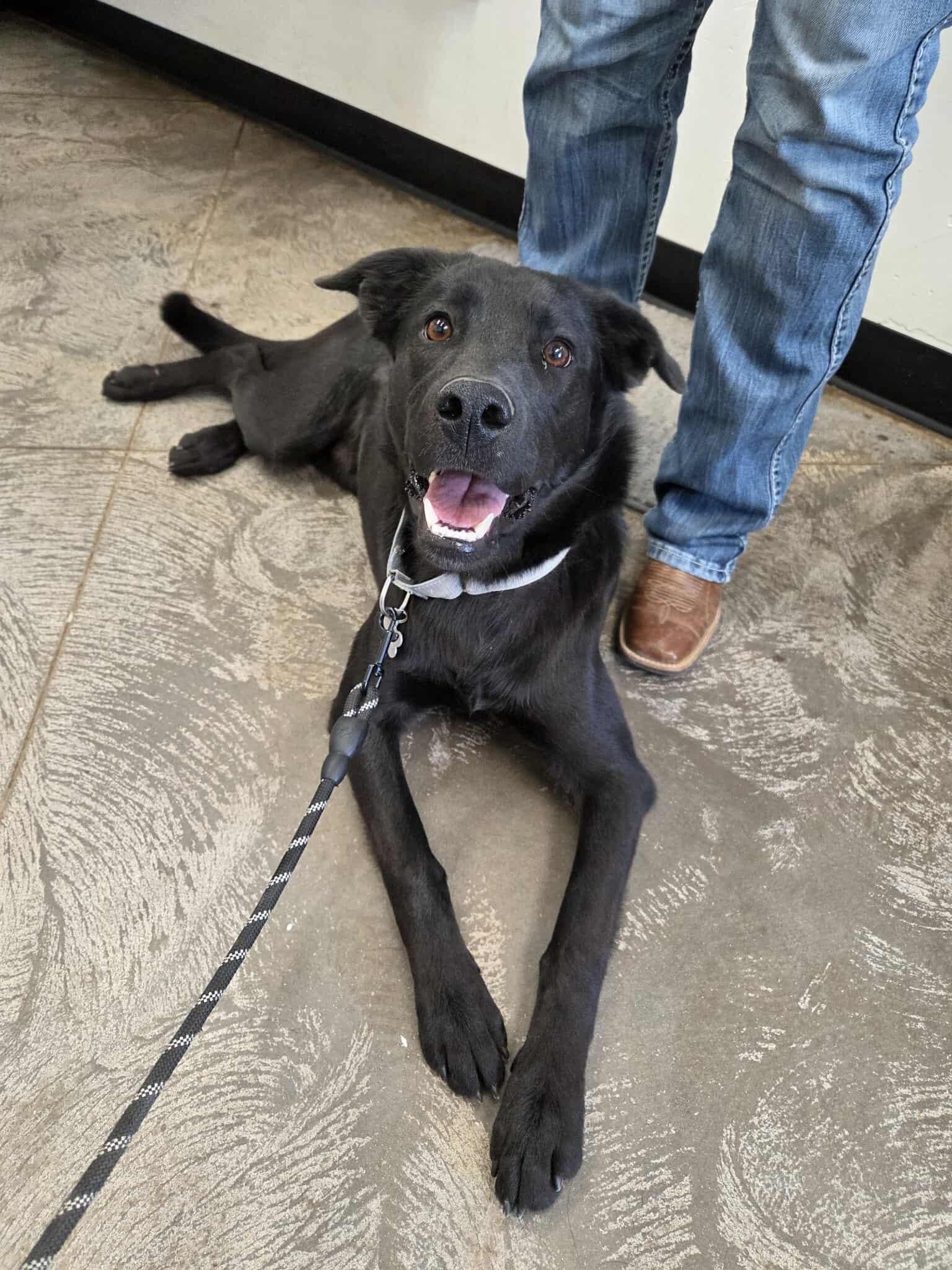 Ripley, an adoptable Labrador Retriever in Roosevelt, UT, 84066 | Photo Image 2