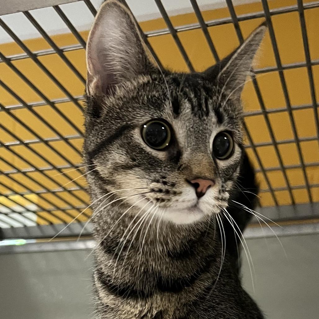 Nani, Adoptable, Young Female Domestic Short Hair.